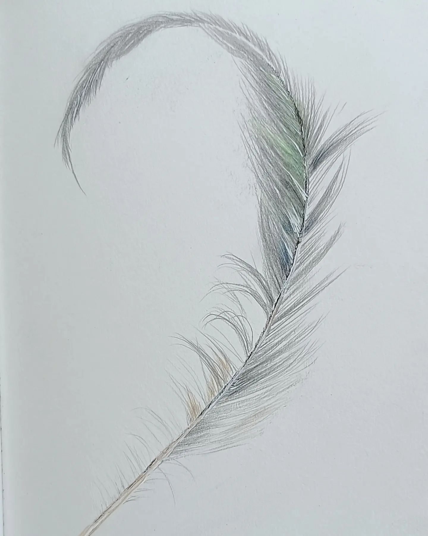 DAY 82 #the100dayproject. &quot;Big Roo&quot; our rooster is moulting and leaving me lots of tail feathers.
#graphite 
#the100dayproject2024 
#dothe100dayproject 
#tailfeathers 
#diananeggoartist