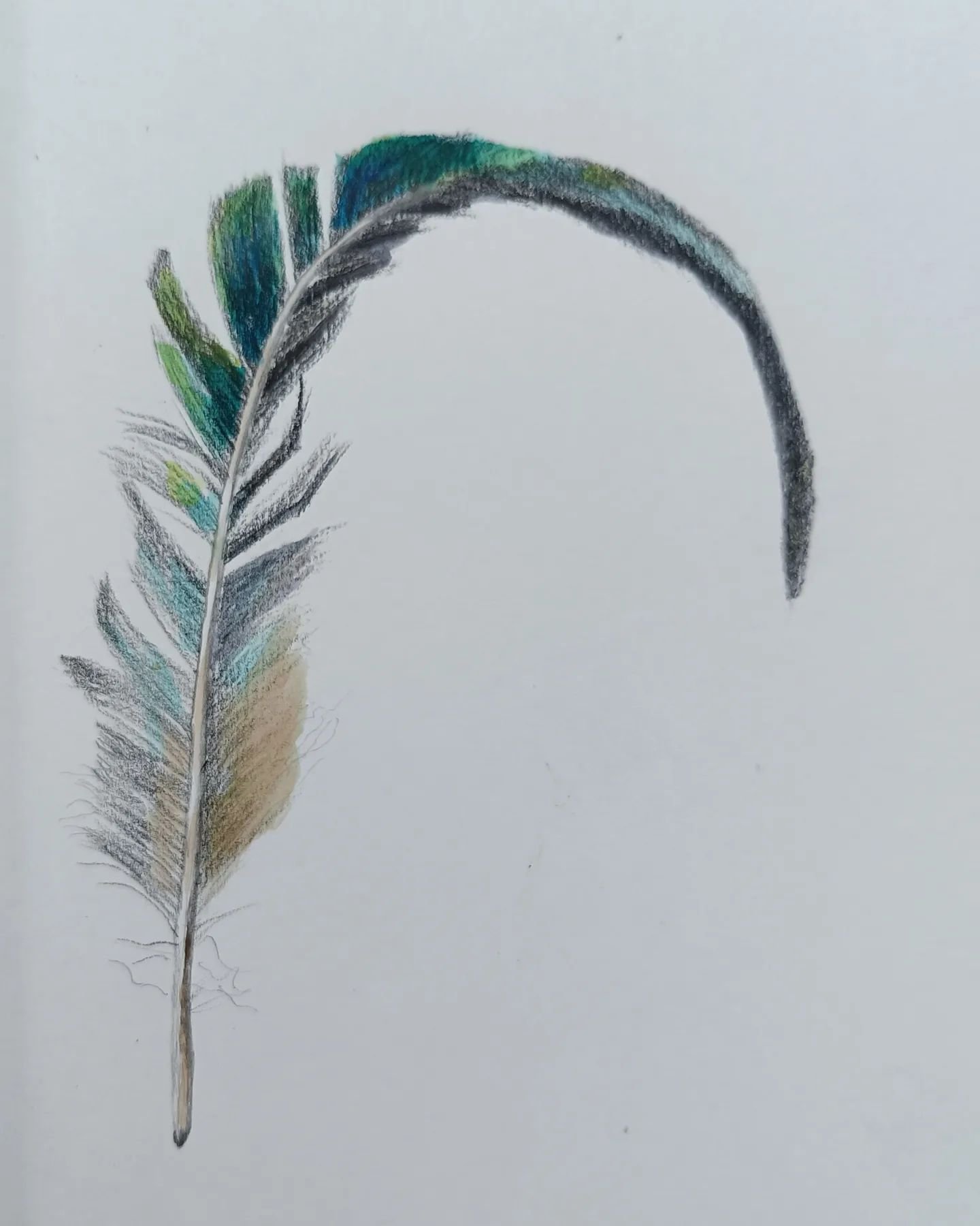 DAY 84 #the100dayproject Tail Feather 
Lumocolor permanent, graphite pencil, watercolour.
I've had a suggestion to do something extra with these drawings. What do you think?