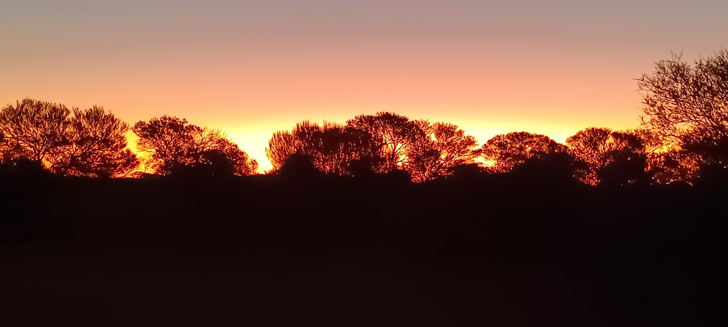 Beneath the Gidgee Tree