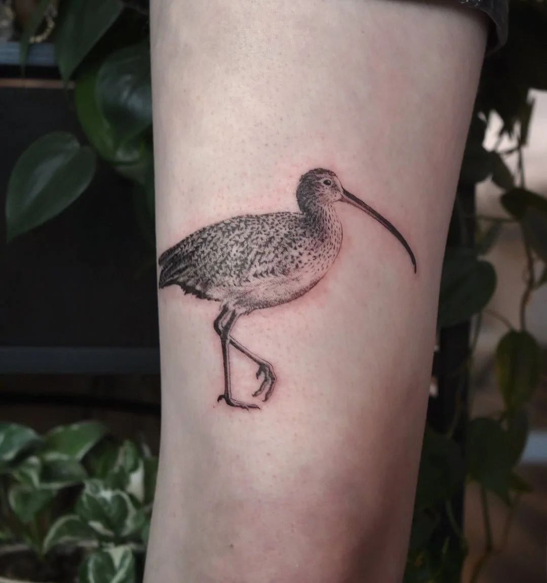 Cutie Curlew 🖤 AKA, just a ✨little guy✨
Thanks for the fun request, Michelle!

#birdtattoo #illustrativetattoo #scientificillustration #scientificillustrationtattoo #birdnerd #birdnerdsunite #shorebird