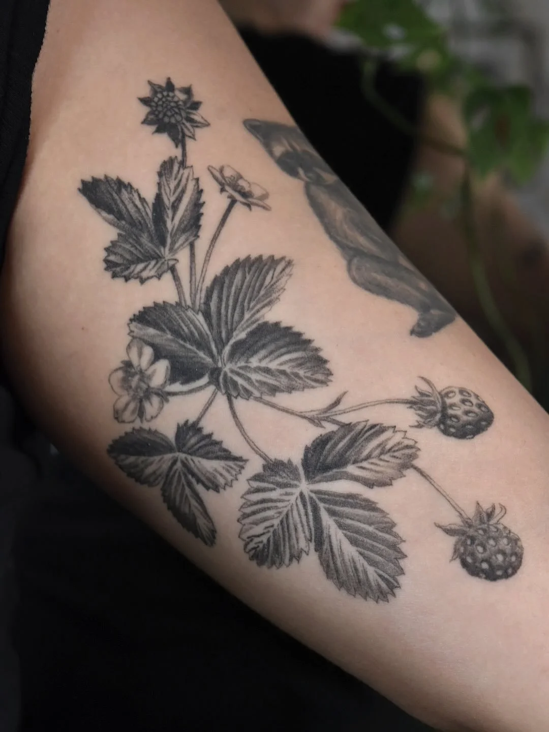 🍓🌿All healed up 3 months on Madalynn ✨

#botanicaltattoo #blackandgreytattoo #strawberrytattoo #wildstrawberry