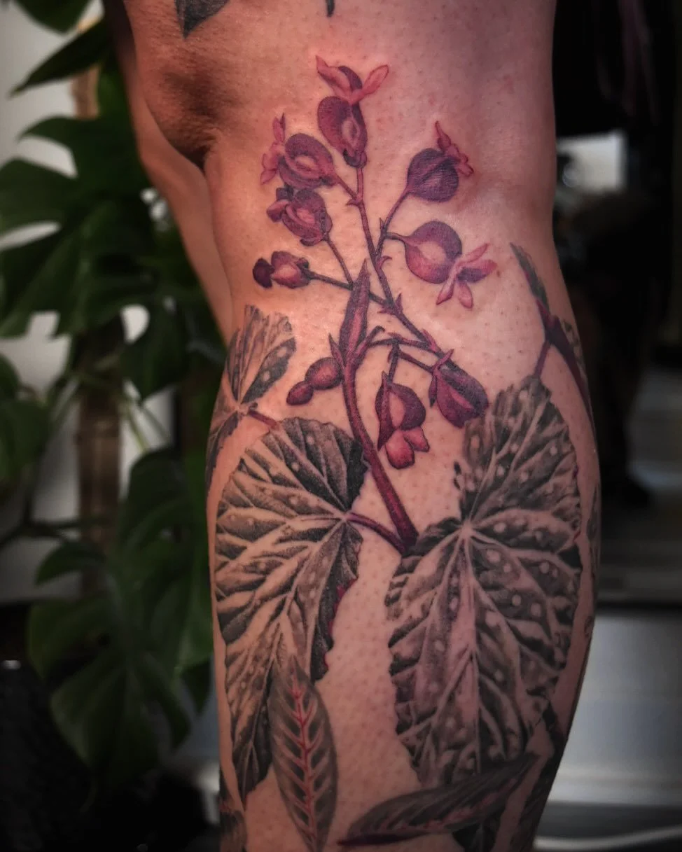 And the begonia is complete ❤️ so much love for this big garden leg project! All healed except the flowers and leftmost leaf in the first few slides ~ Thanks always for the trust, Asia!

#botanicaltattoo #colortattoo #blackandgreytattoo #colortattooa