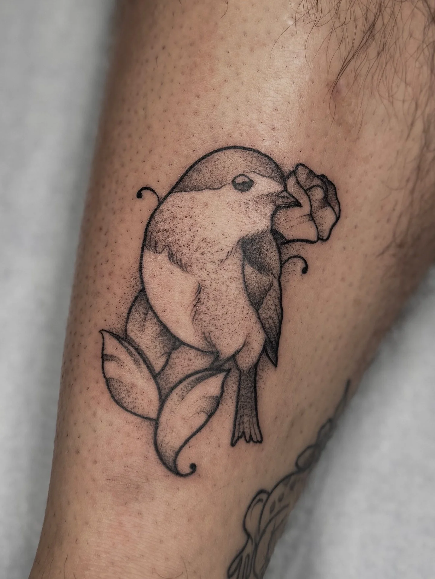 Sing it little Robin!