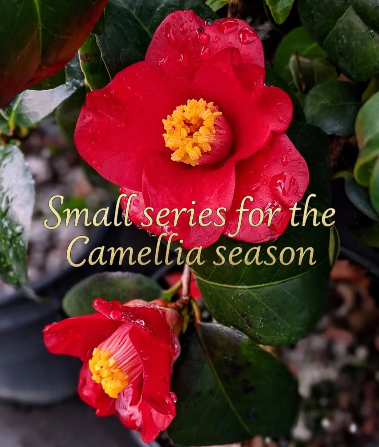 Camellia season is upon us, and is one of my absolute favorites! I decided to honor her with a small series of flowers. These can be any Camellia color scheme, and any size/body part. I have a last minute spot next Tuesday 3/3, and a few available sp