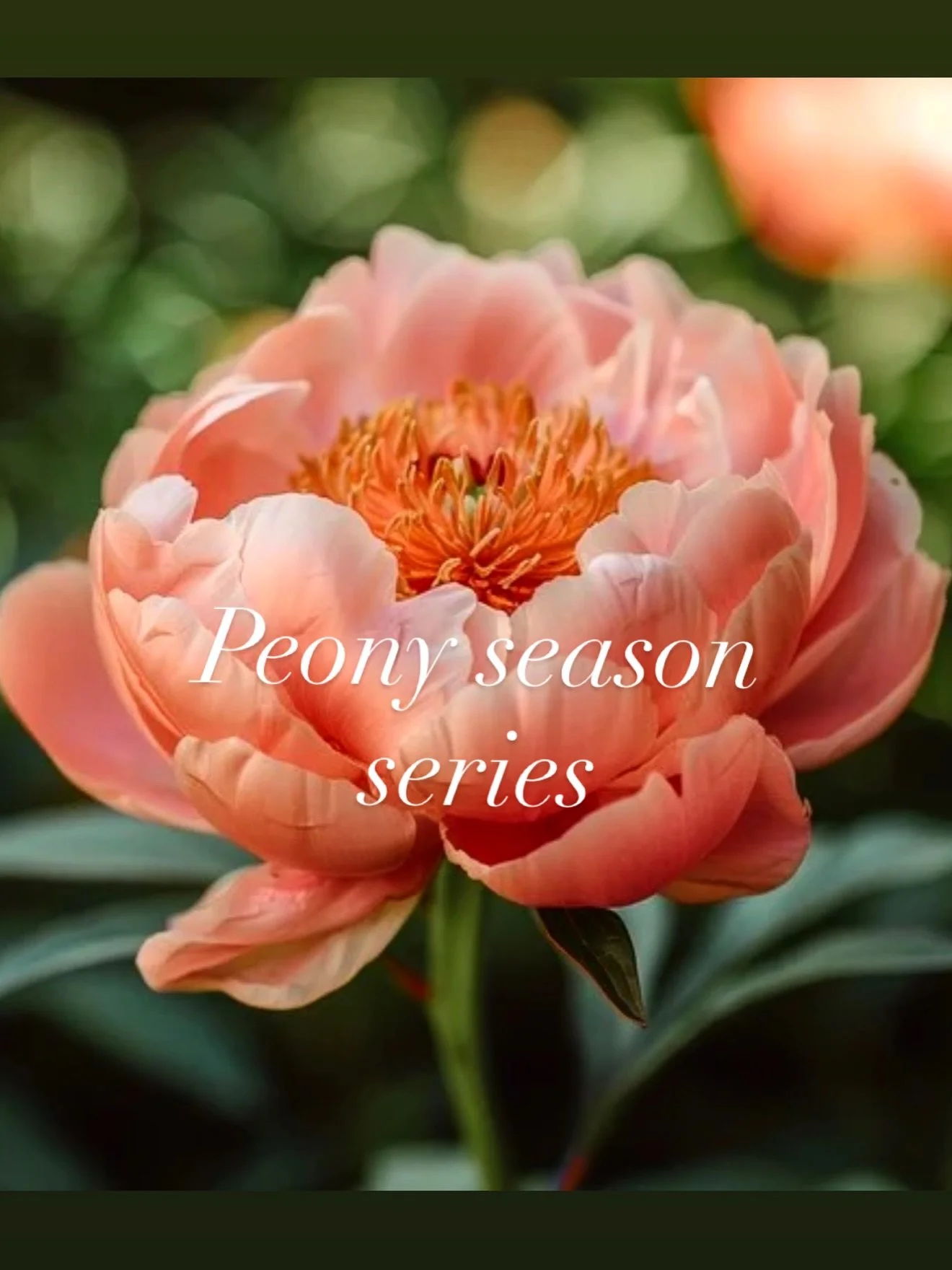 Peony season is here, and she has my heart. DM or fill out my booking form to claim one of these sweet ladies 💖✨. Made for all genders and all bodies!