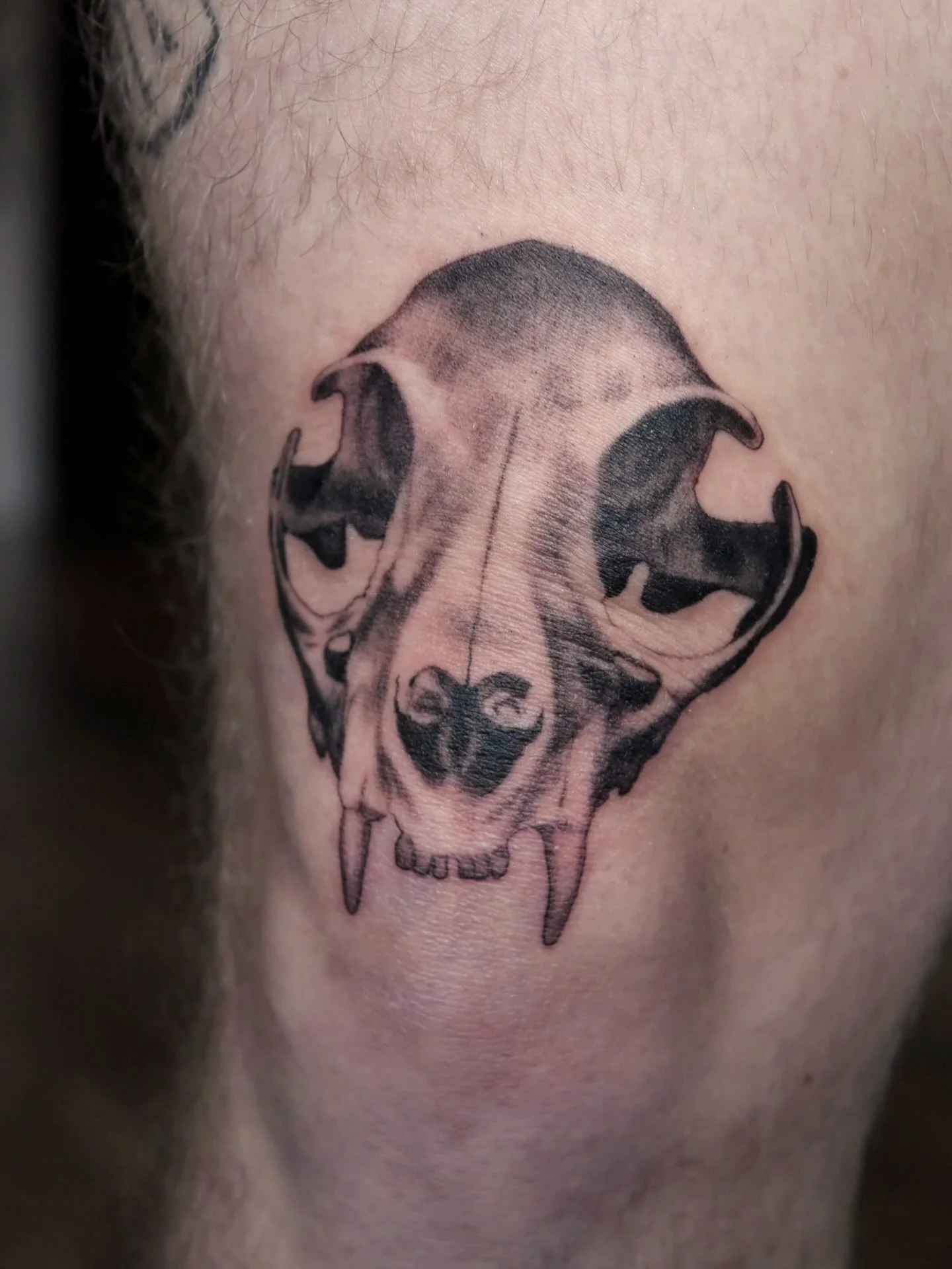 Can&rsquo;t think of a better spot for this cat skull tattoo than over the kneecap 💀 🖤✨ from my flash but I&rsquo;m always down to tattoo some bonesss