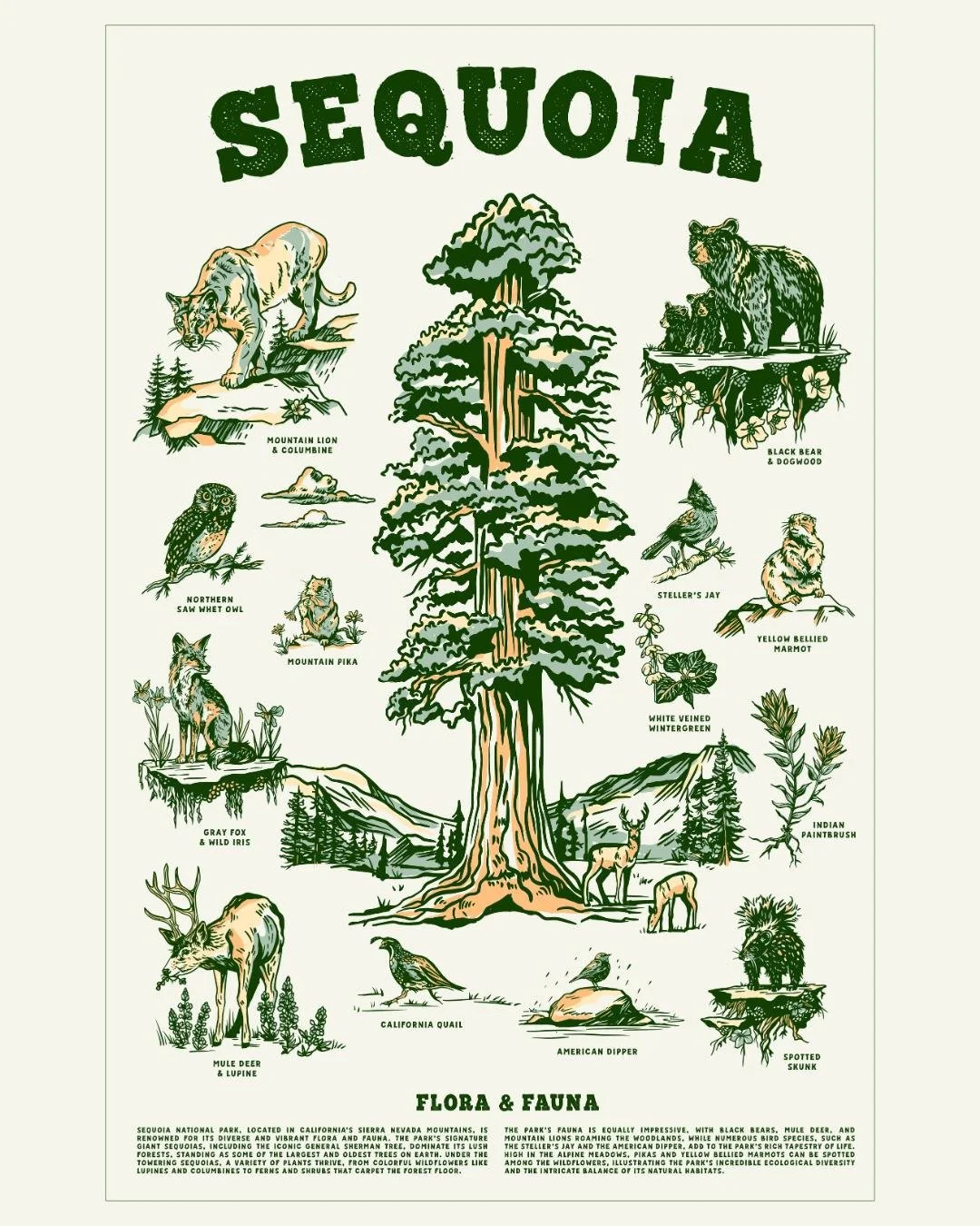 Sequoia Flora and Fauna🌲
