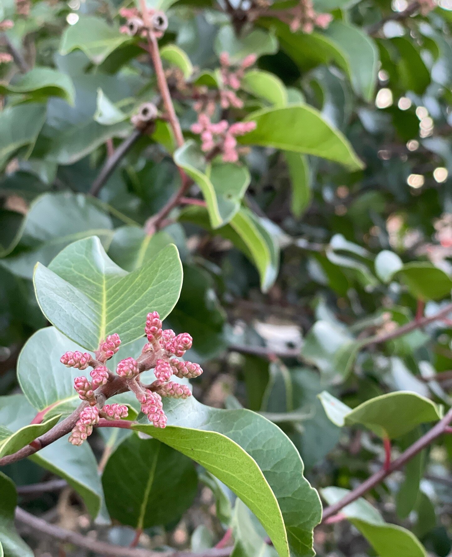Happy Friday ✨

California Native plant buffs:⁠
Guess this plant!⁠
⁠
Hint: It's evergreen, it's huge, and the berries have a sour, punchy flavor.⁠

--
Also, I might go live on IG today to do a flip through of a new plant catalog. Join me to check it 