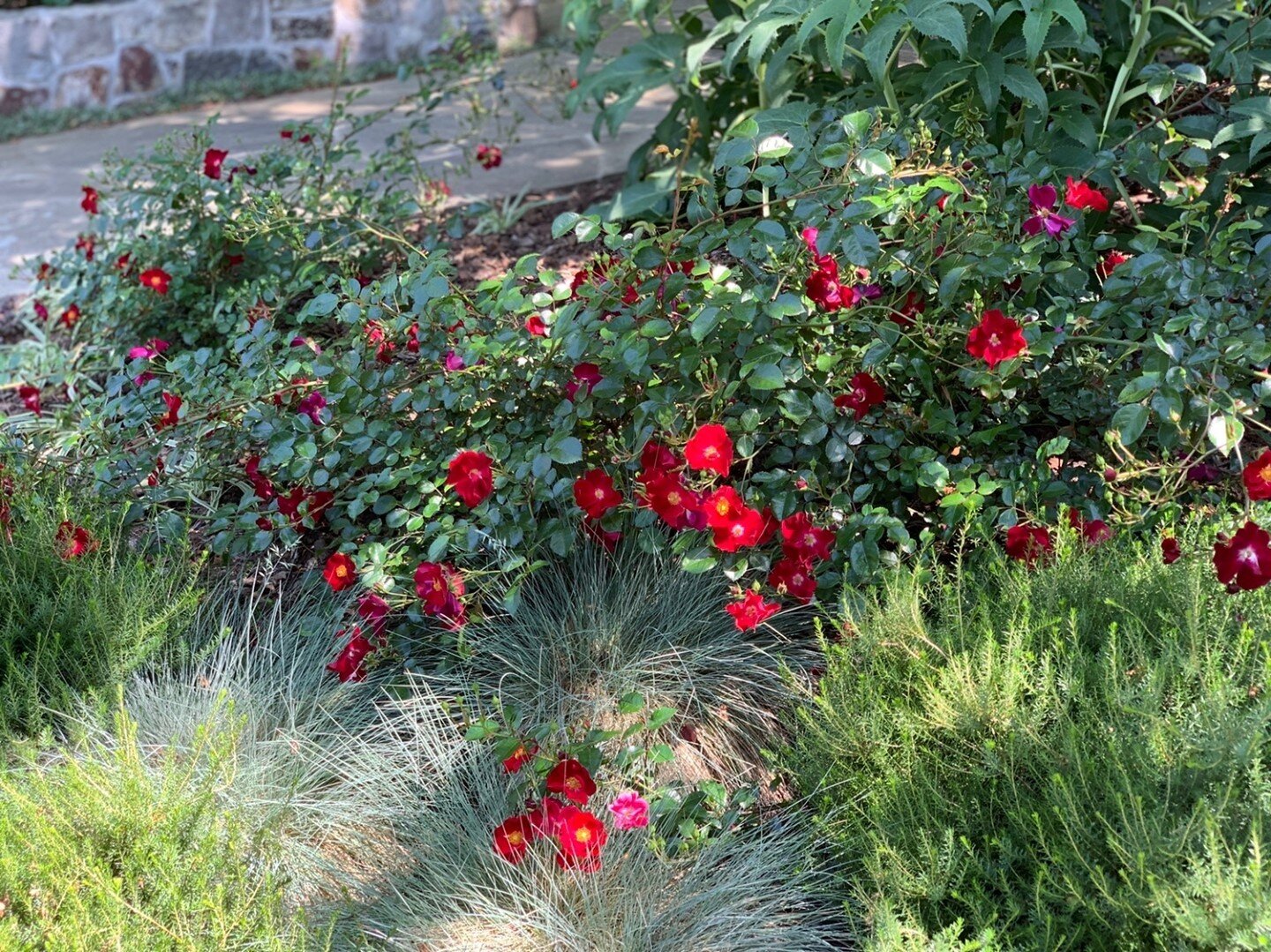 Is it weird to be into red roses? This combination feels subtly fresh and contemporary. What do you think? 🌹⁠
⁠
Not a David Austin but really tough for hot and exposed areas and also light shade &ndash; Rosa 'Flower Carpet Red' + Festuca 'Elijah's B