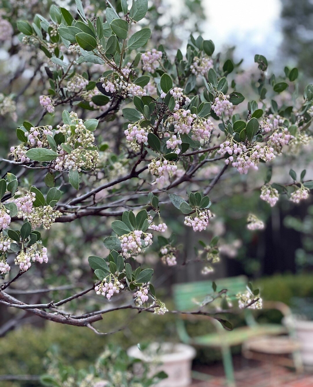 Paying a visit to the doc✌️⁠
⁠
#drhurd #manzanita #arctostaphylos #pinkflowers #gardenstyle #spanishmission #outdoorliving #bayarea