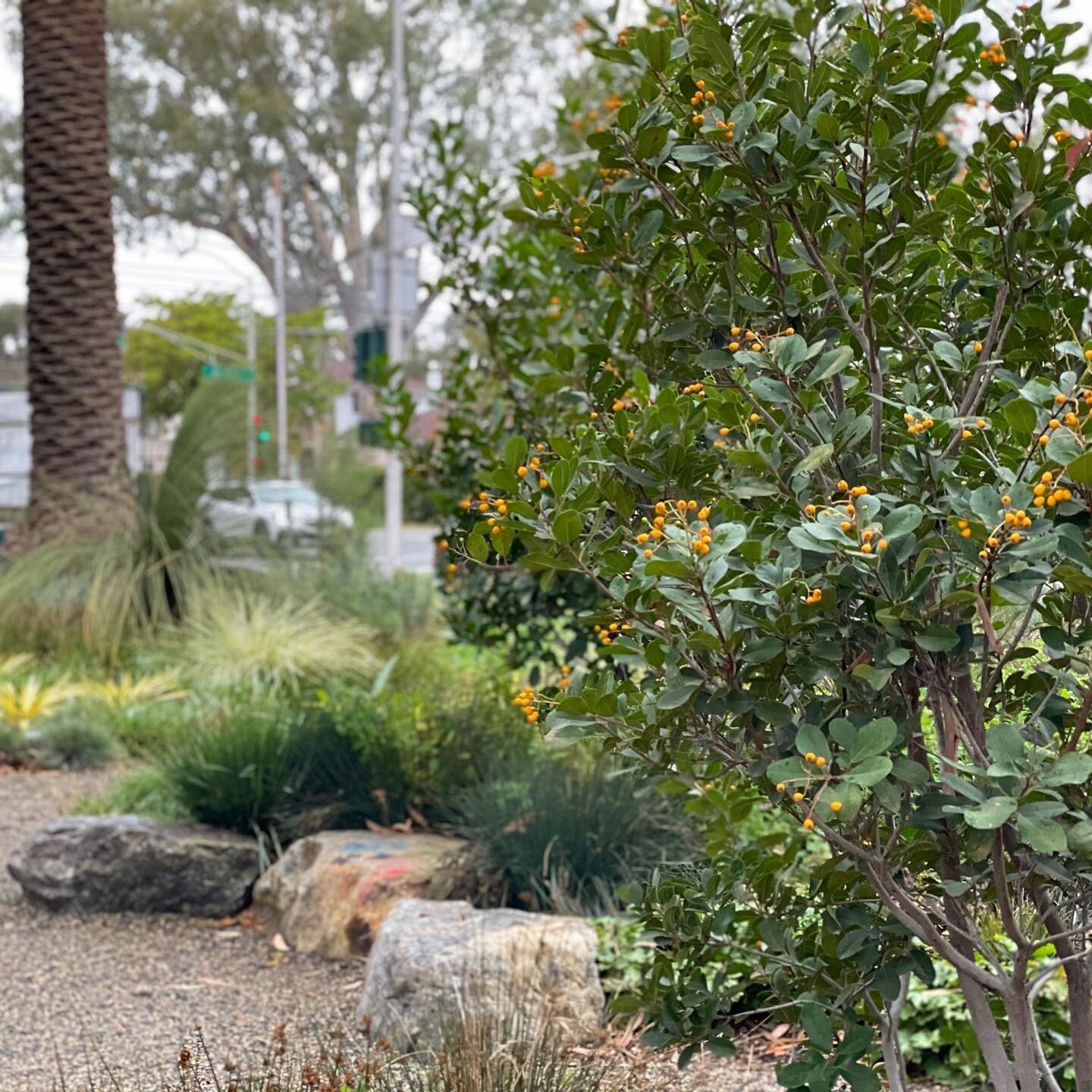 This was once a lawn with Crabapples. Now it's a sustainable, usable space that's people and habitat friendly. 🐝 🐦🤹⁠⠀
⁠⠀
This is about the best time to visit the Watershed Garden at Gamble Garden in Palo Alto. Designed by former garden director @n