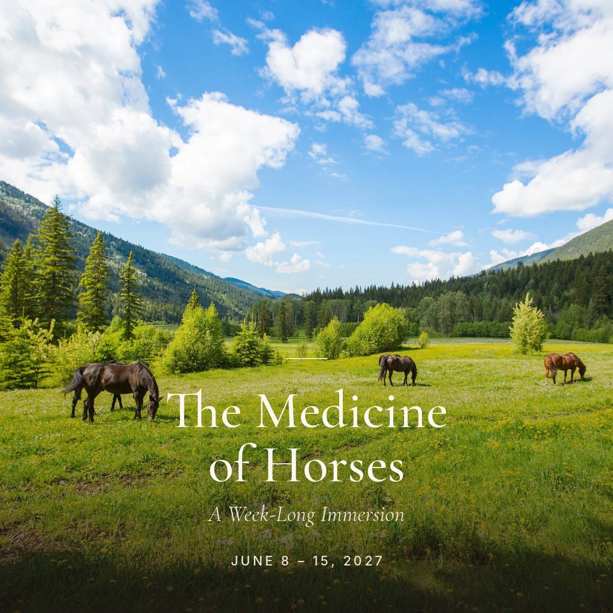 04 The Medicine of Horses.jpg
