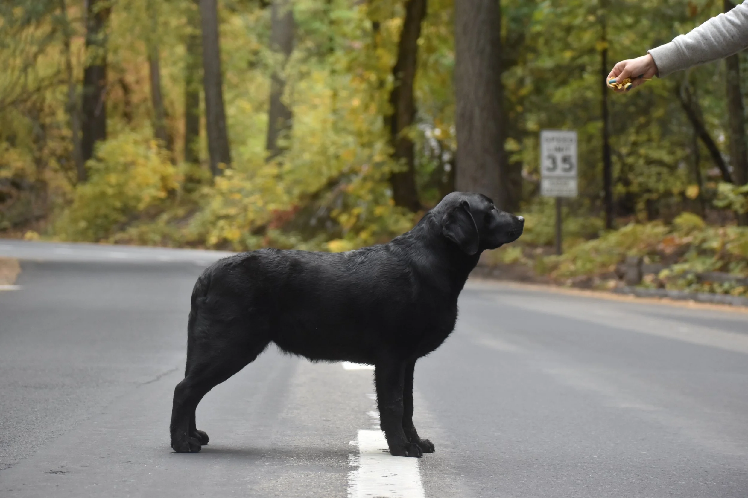 Available Dogs/Puppies — Gunpowder & Lead Labradors