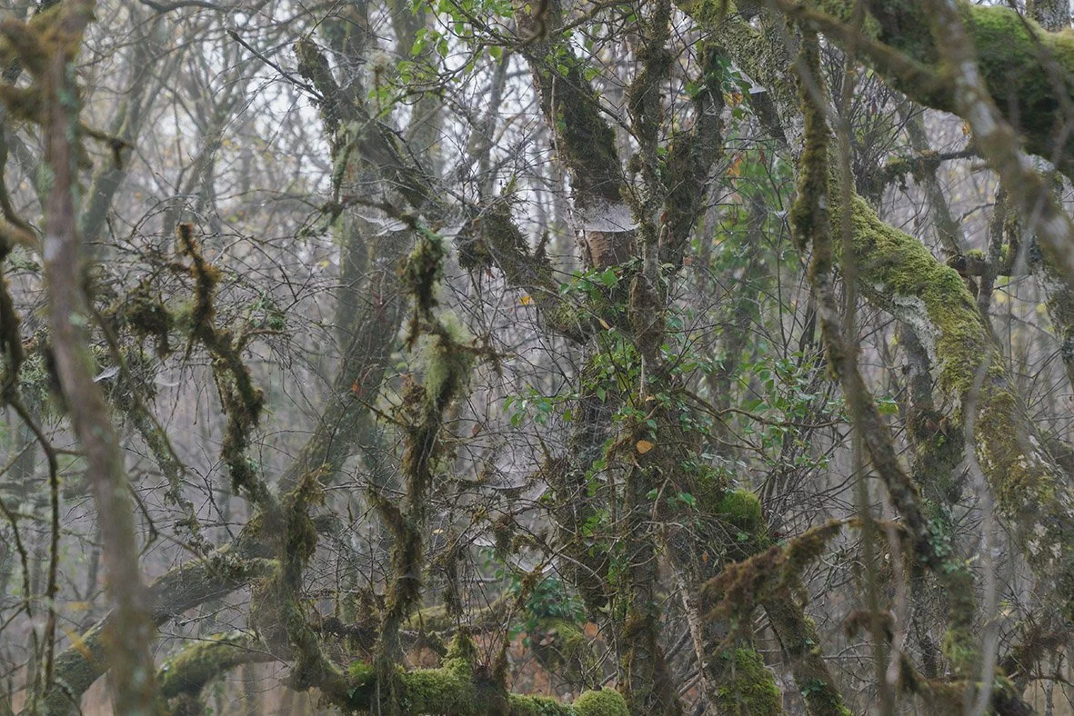 forest3.jpg