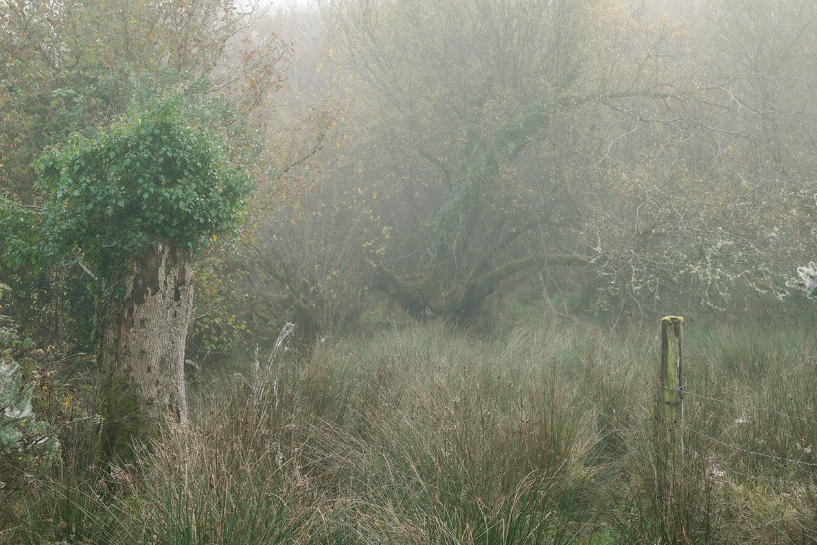 forest 1.jpg