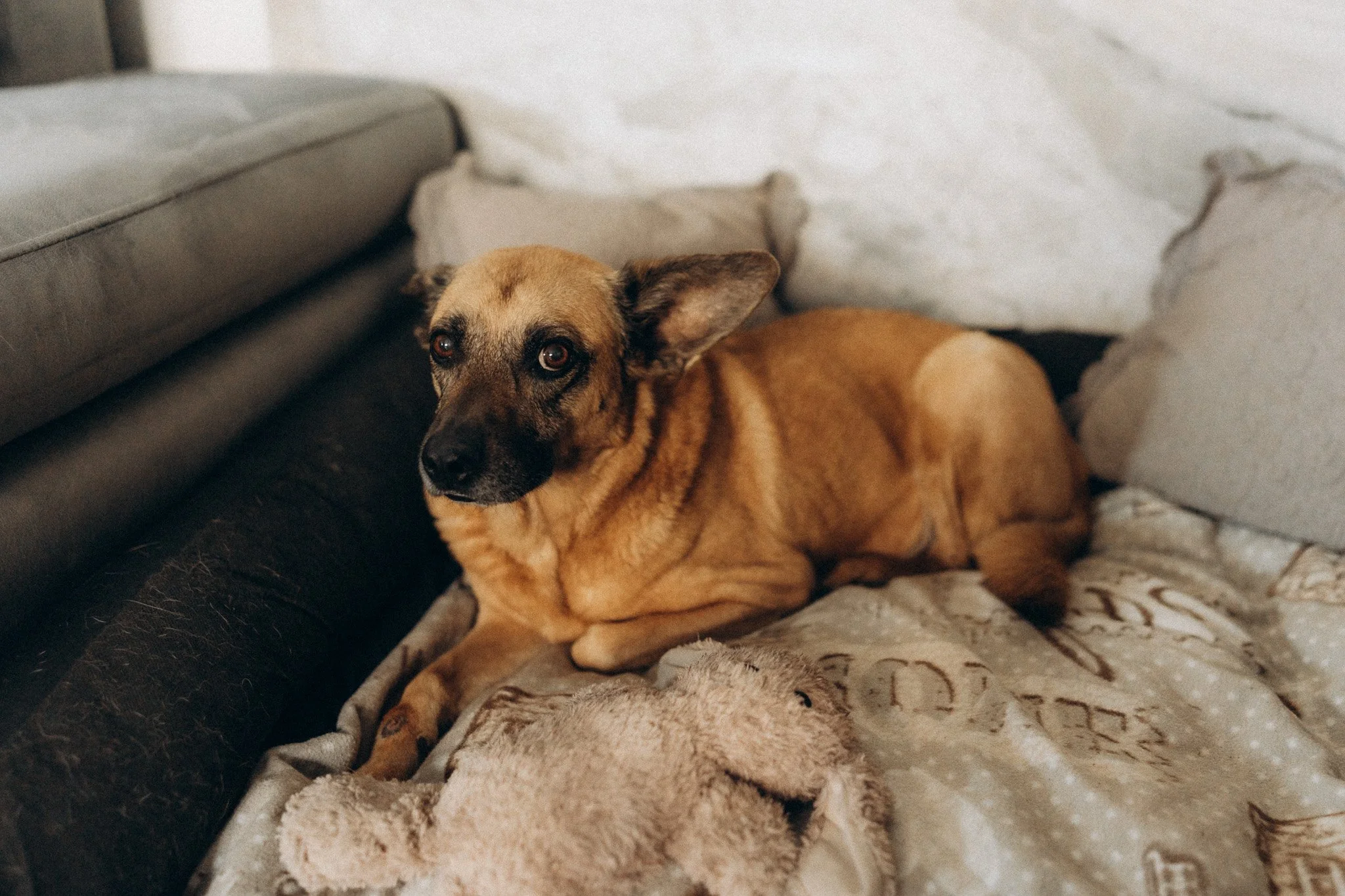 Pejsek ležící na dece během novorozeneckého focení