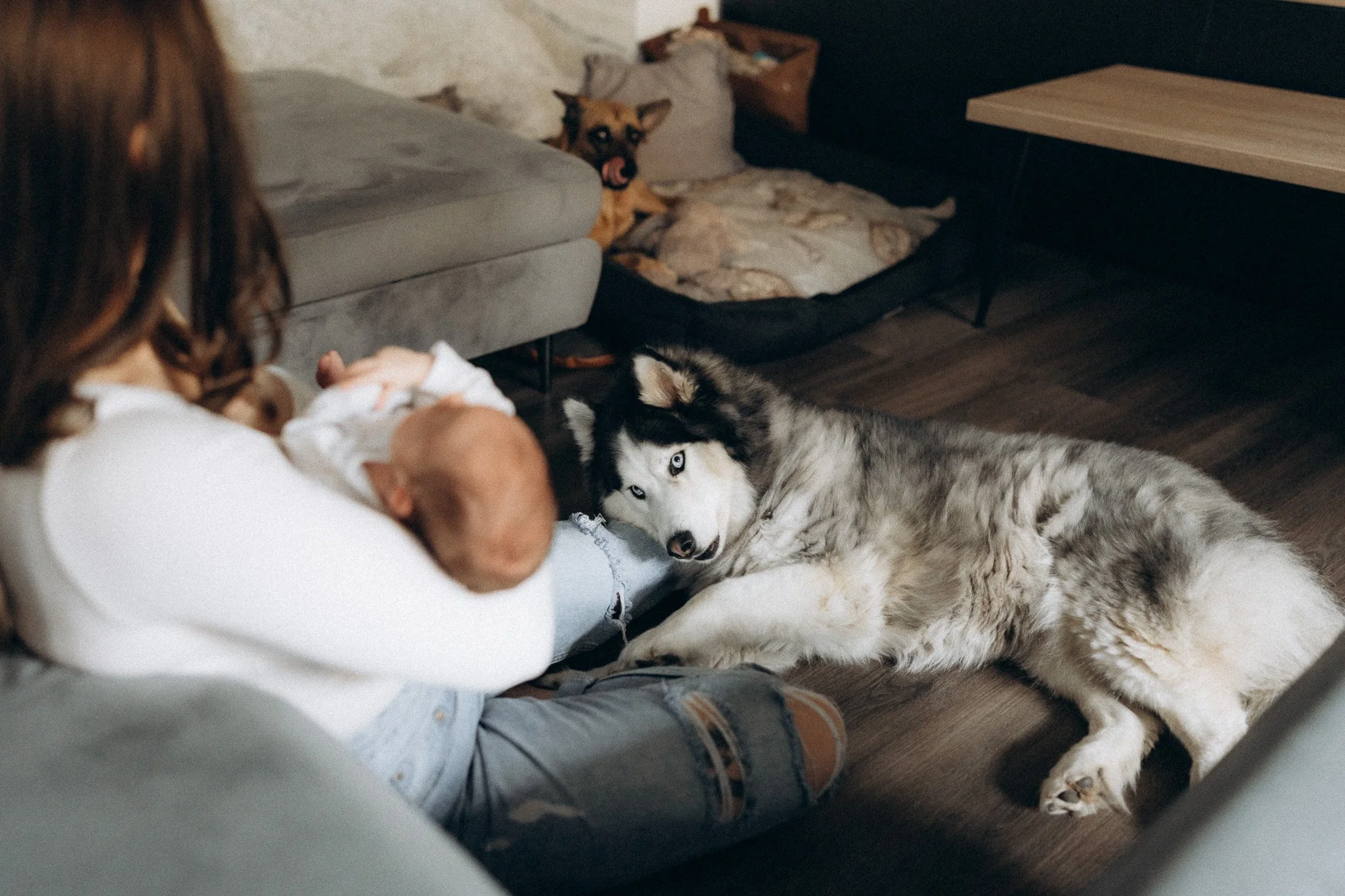 Pejsek ležící u rodičů držících novorozené dítě