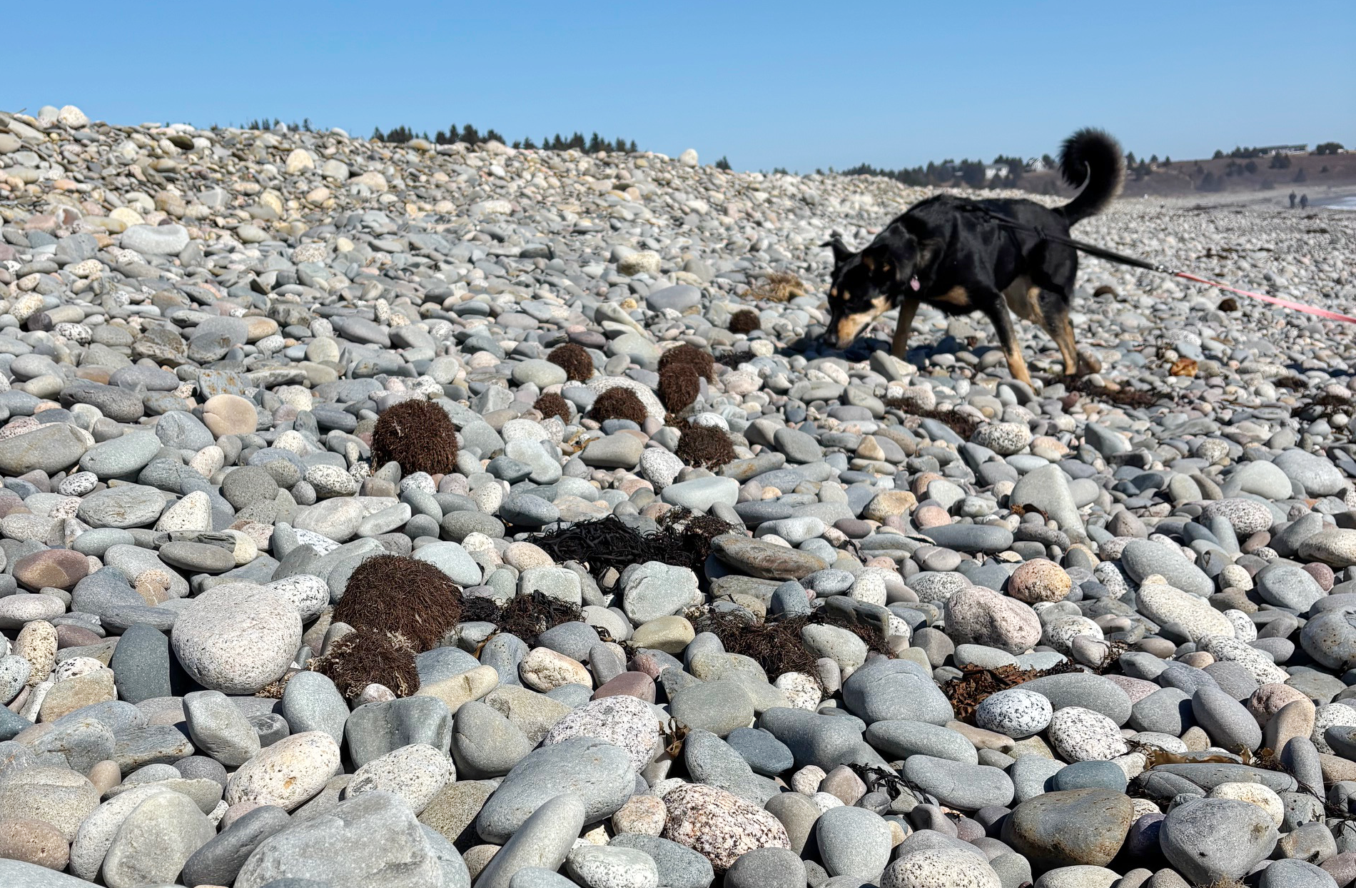 Have You Seen These Strange Looking Beach Balls?
