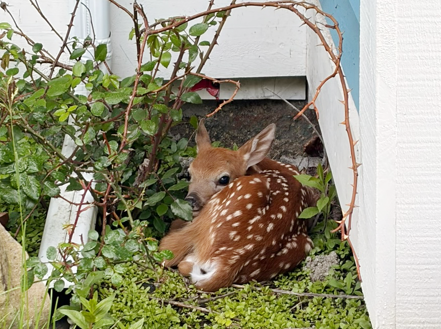 A Tiny Visitor