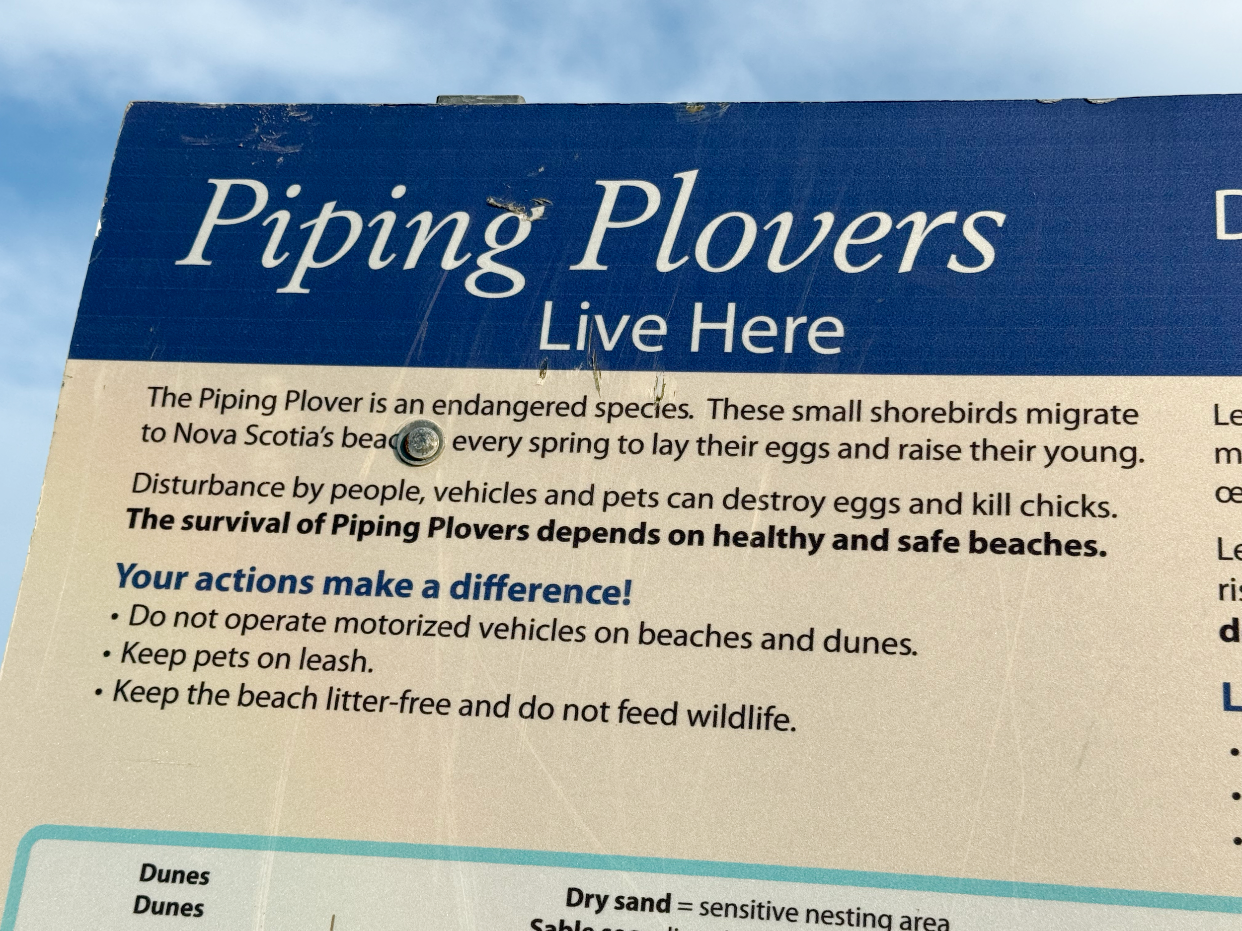 Piping Plover Chicks on Hirtle's Beach