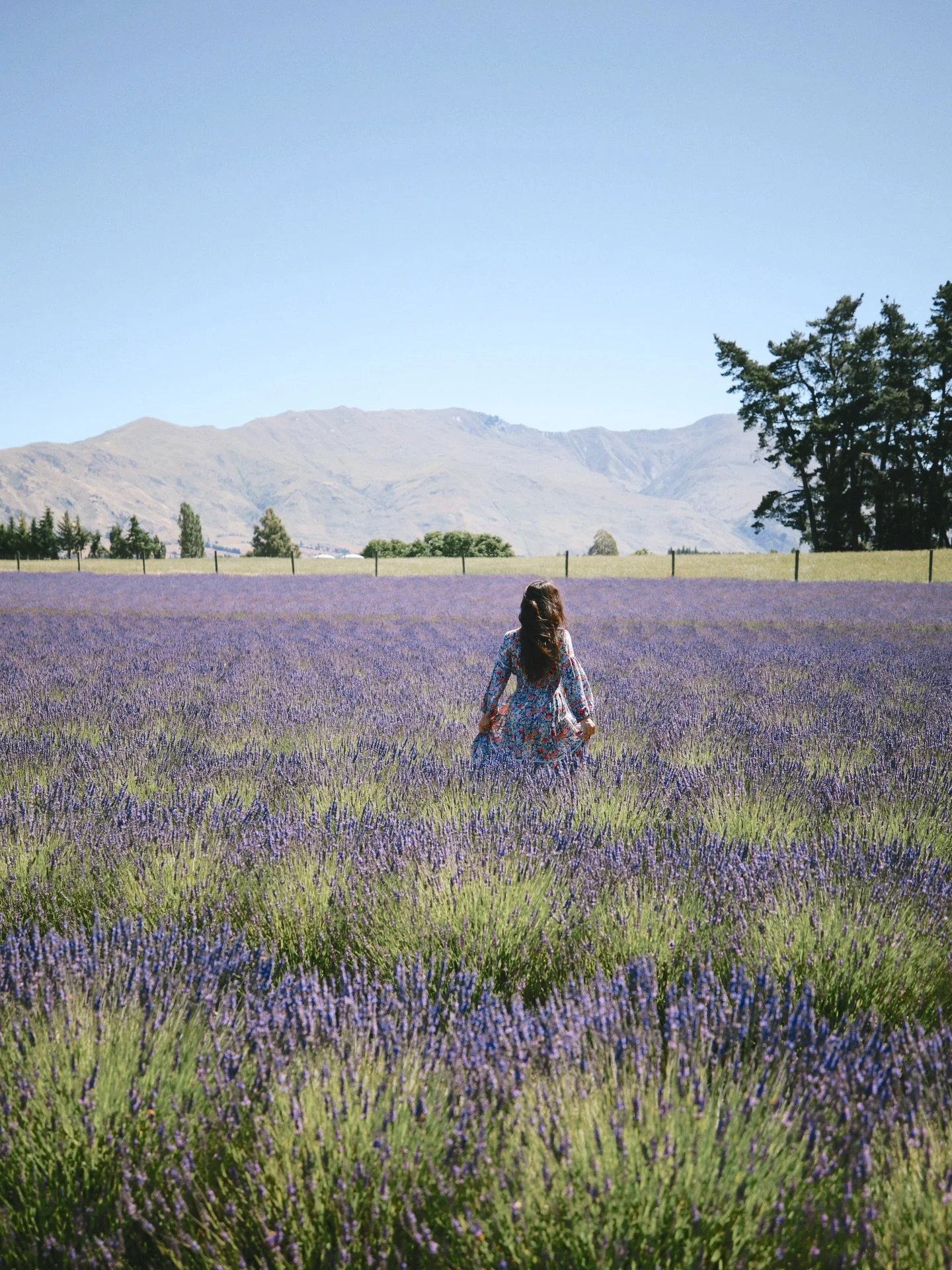 lavender fields forever🪻