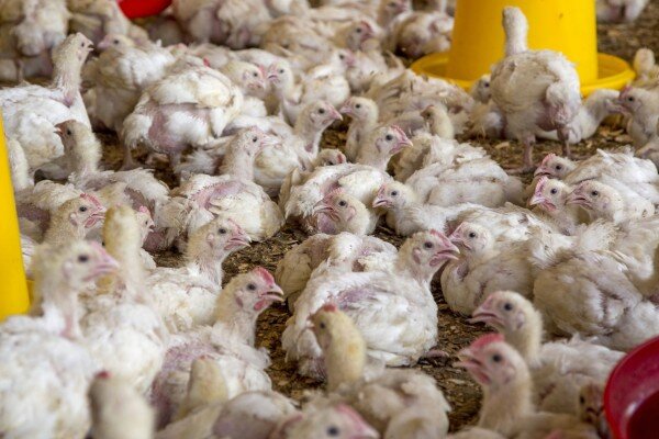 25_day_old_broiler_meat_chickens_in_an_indoor_deep-litter_system_typical_of_independent_farms_in_east_africa.jpg