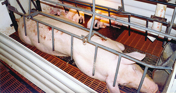 factory farm pigs 2.jpg