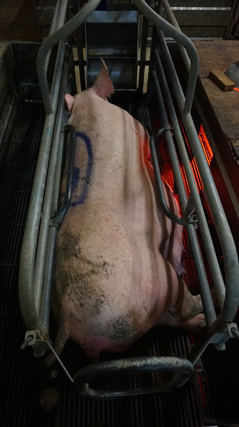 Sow stalls and farrowing crates