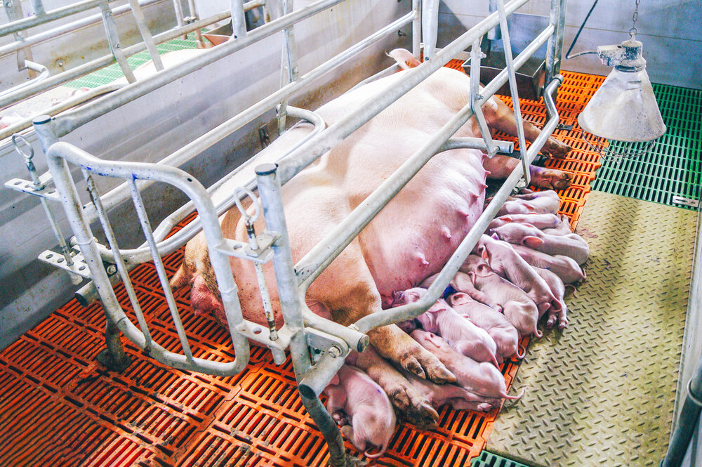 farrowing-crates.jpg