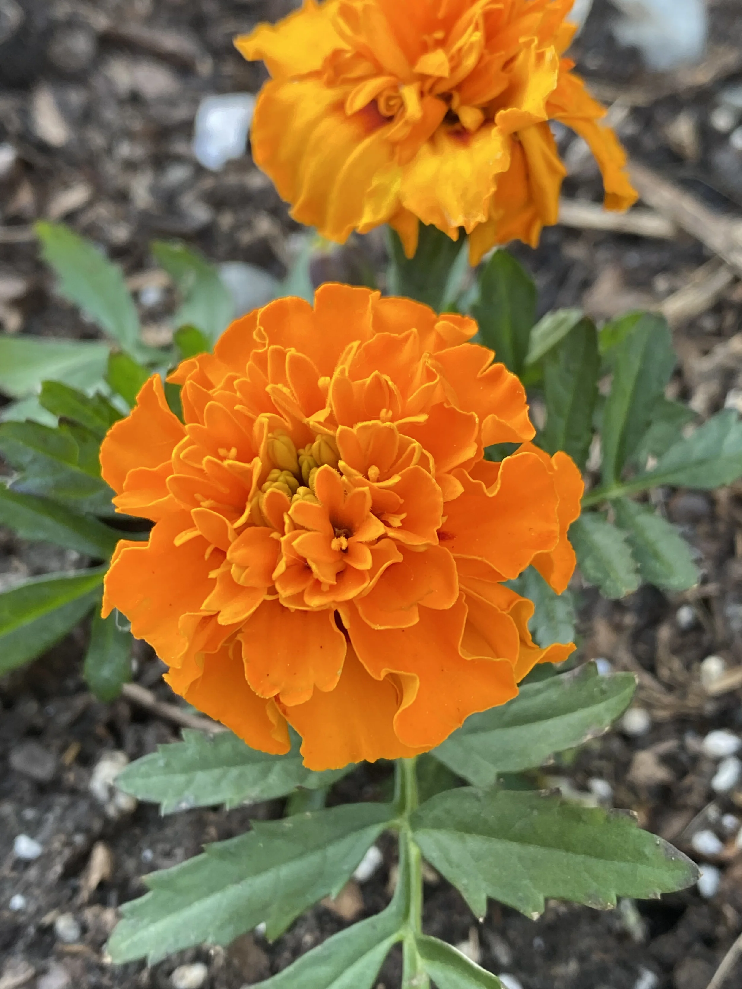 IMG_0099.jpeg