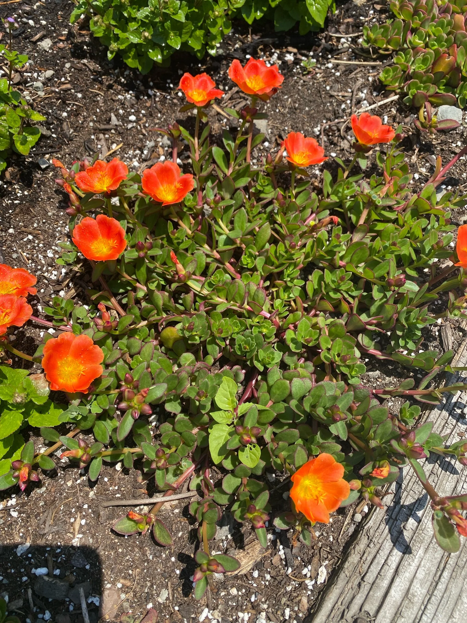 IMG_0580.jpeg