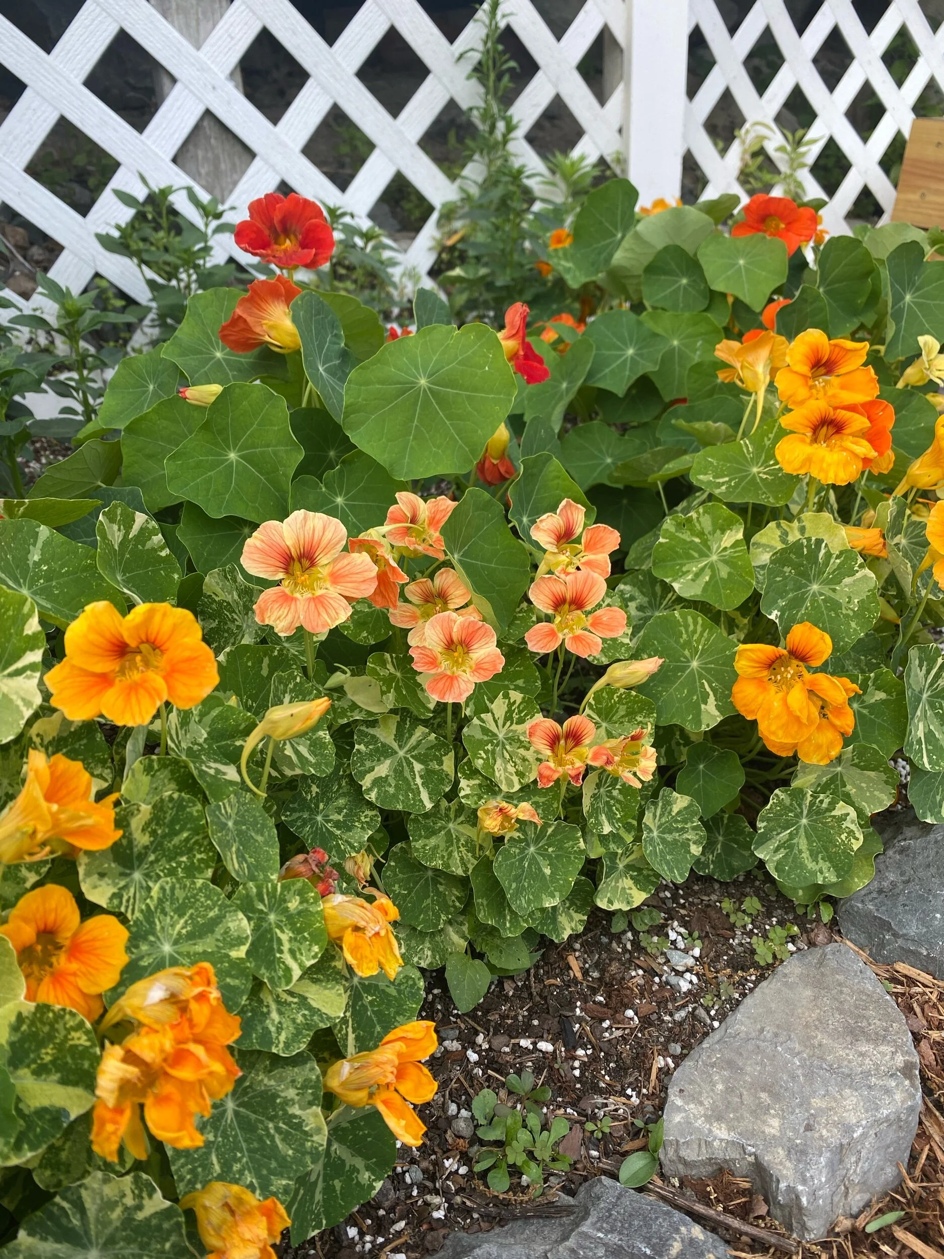IMG_0409.jpeg