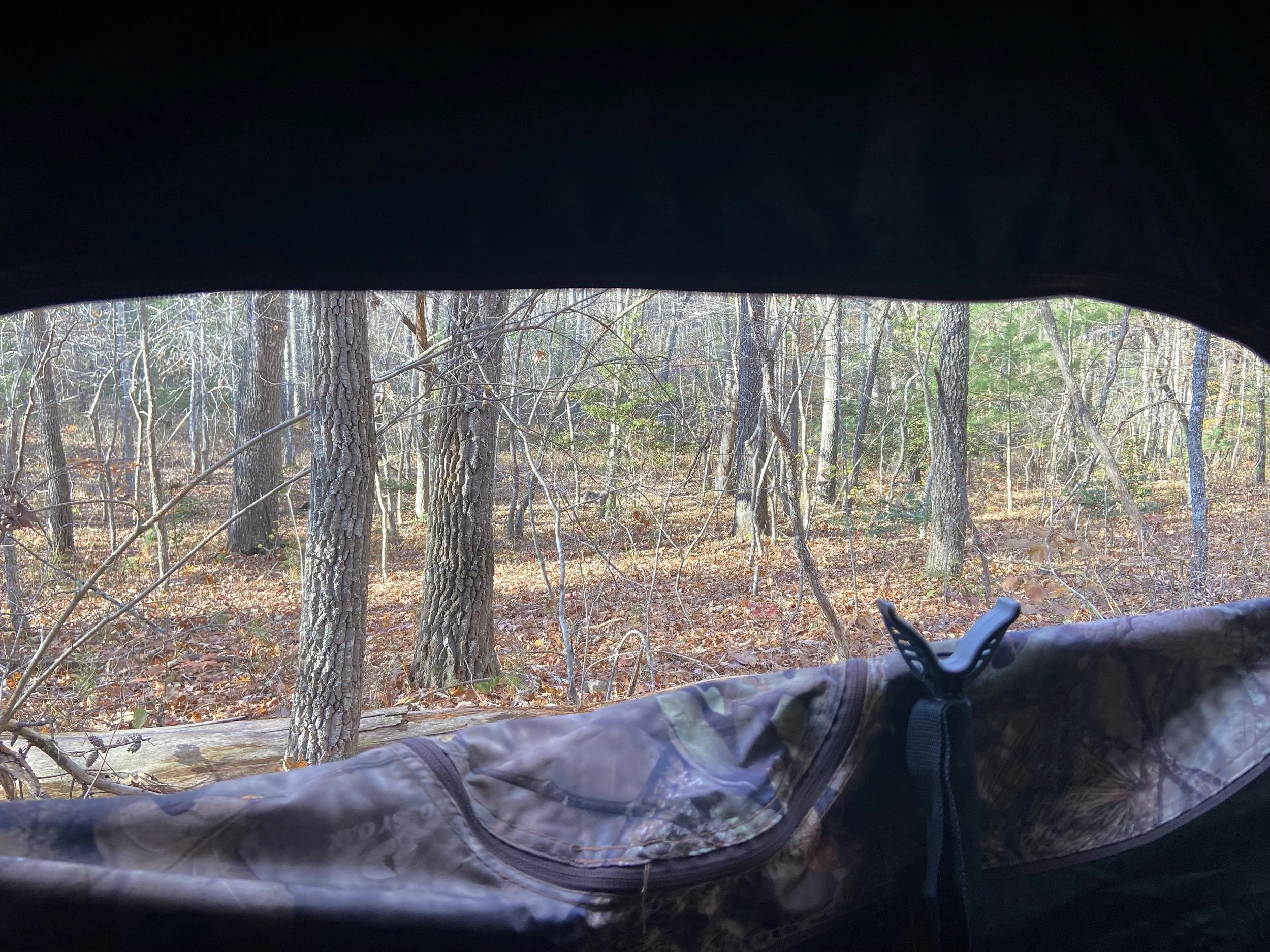 Ep. 154 A Few Stories from the Woods