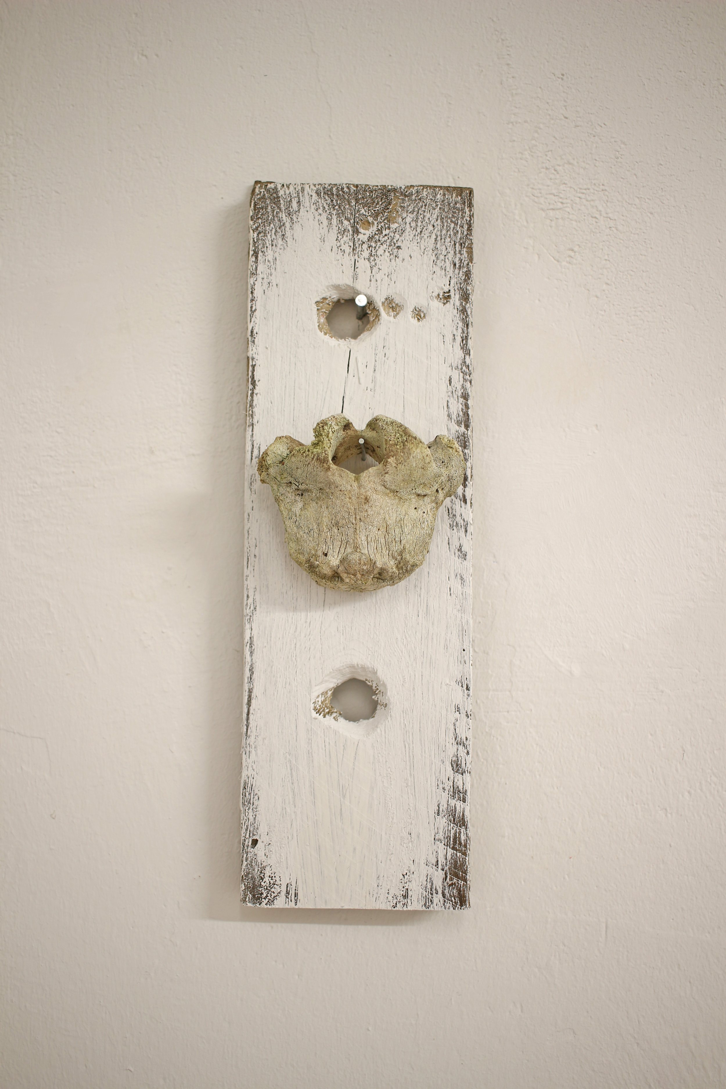 untitled / 2026 / wall paint on wood / bone