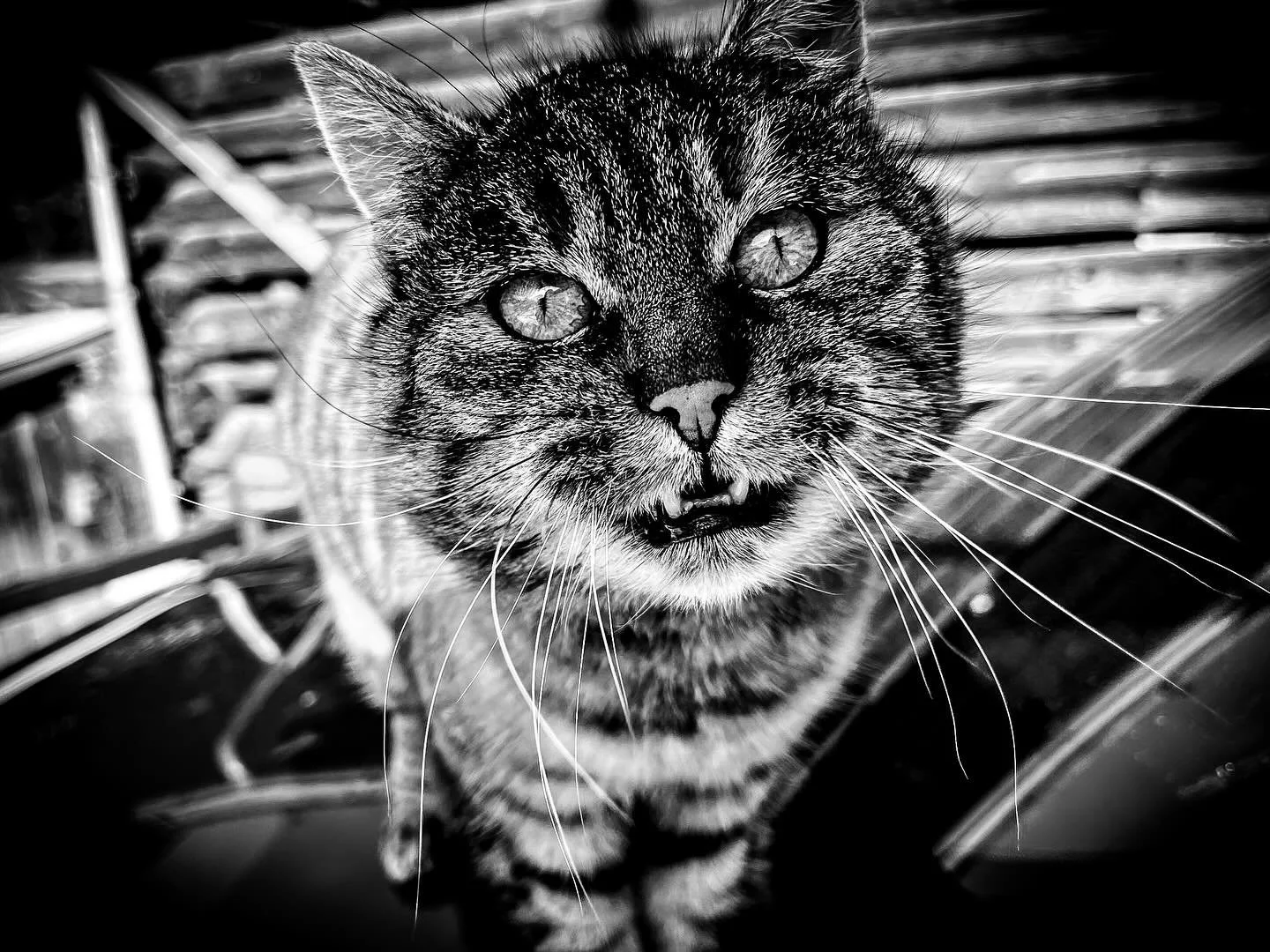 #catphotography #blackandwhiteanimals #catmood #contrastphotography #animalphotography