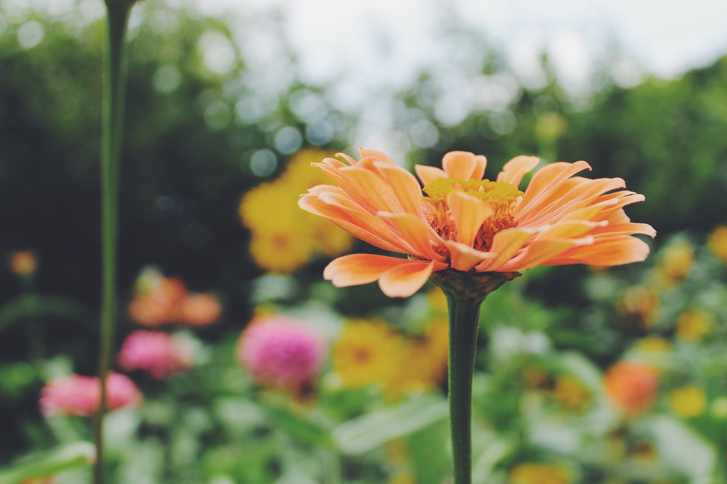 Missouri Botanical Gardens 2019