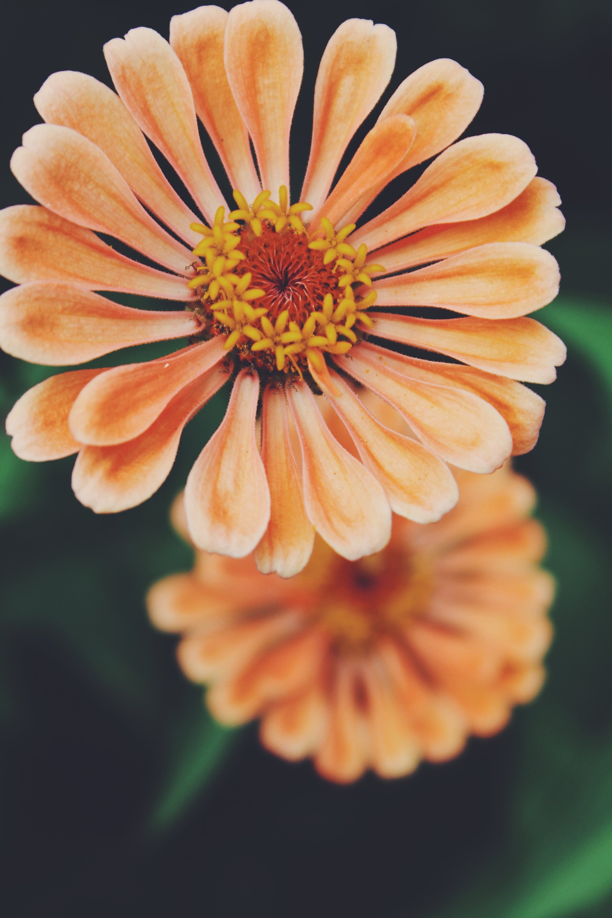 Missouri Botanical Gardens 2019