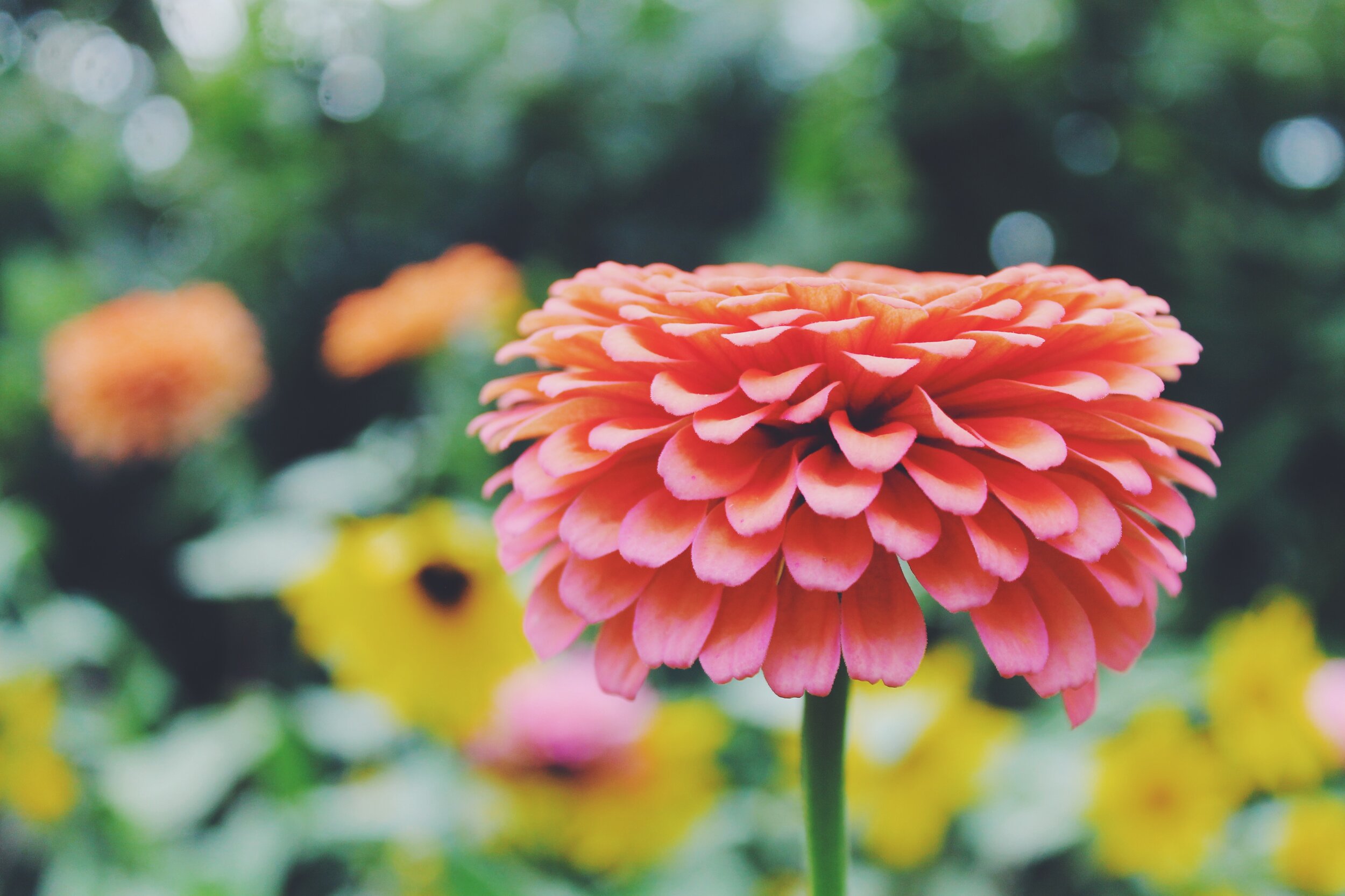 Missouri Botanical Gardens 2019