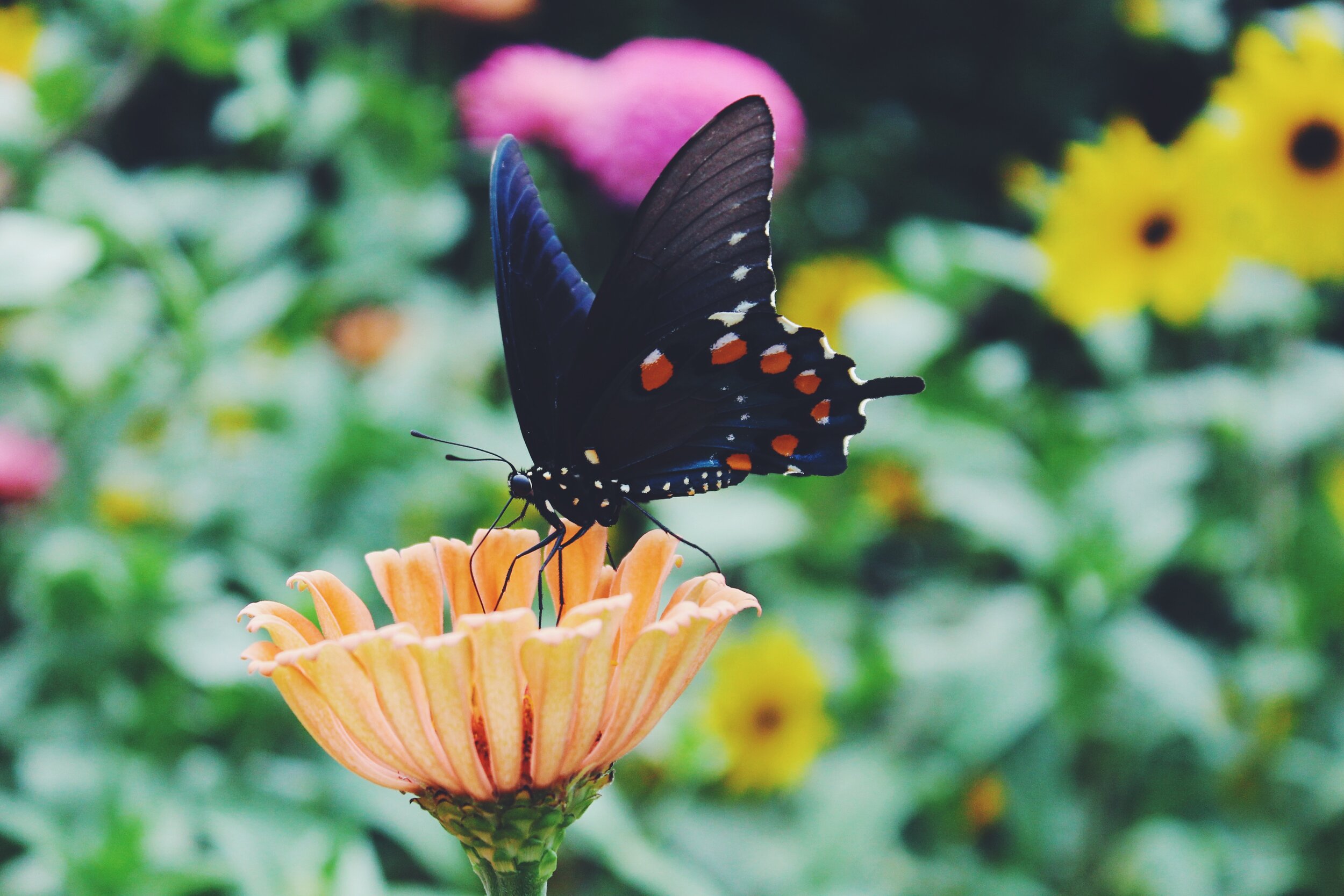 Missouri Botanical Gardens 2019