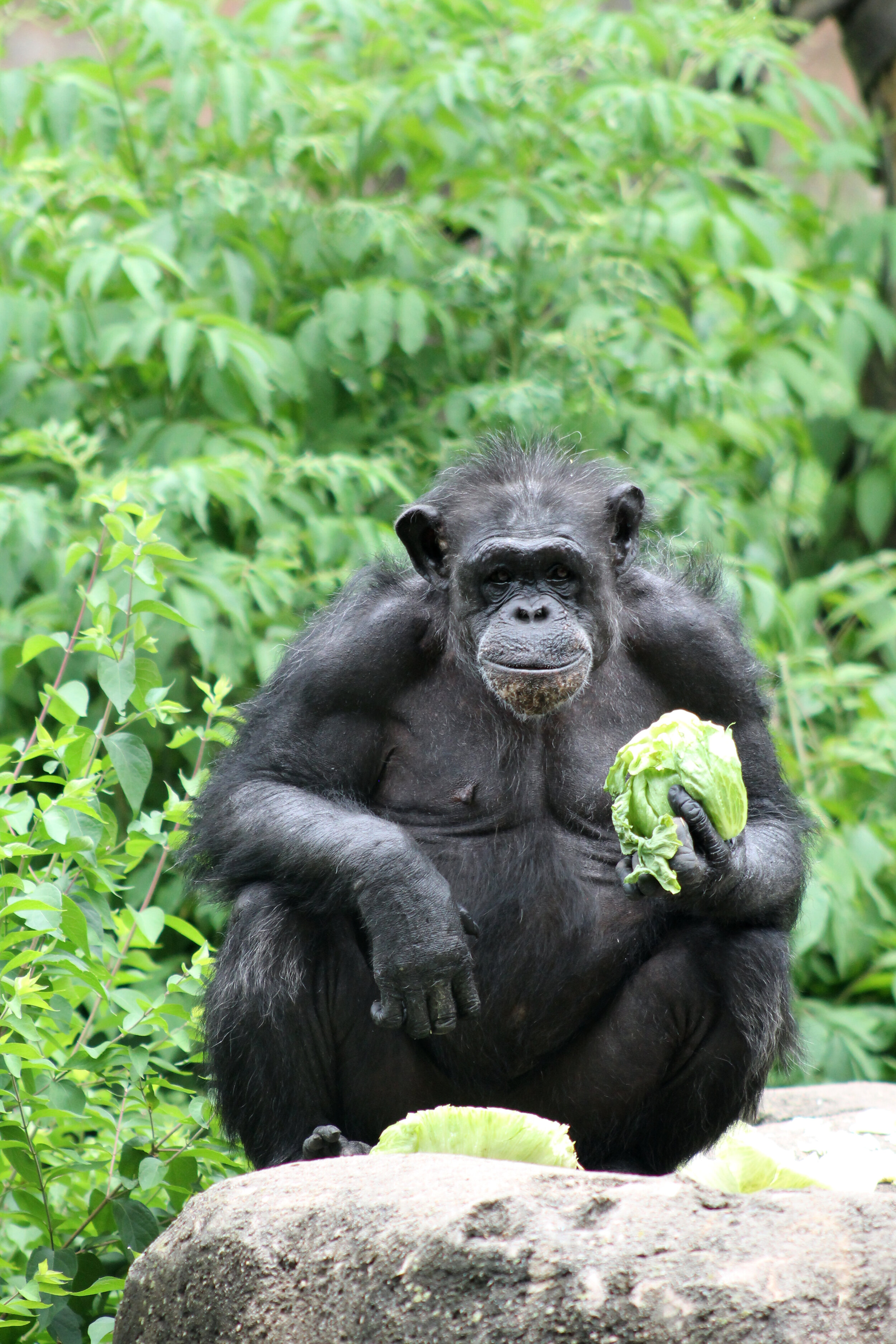 St. Louis Zoo