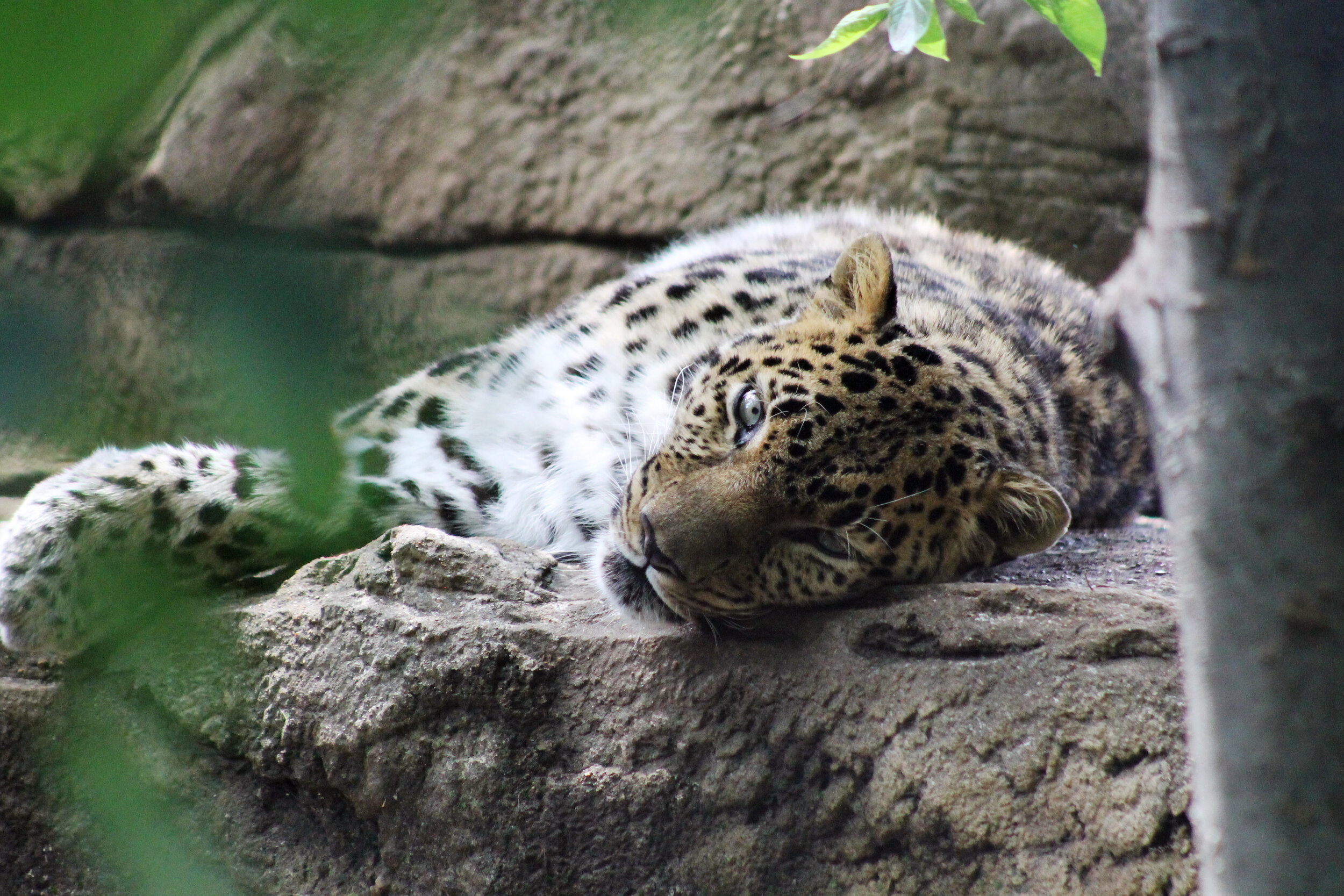 St. Louis Zoo
