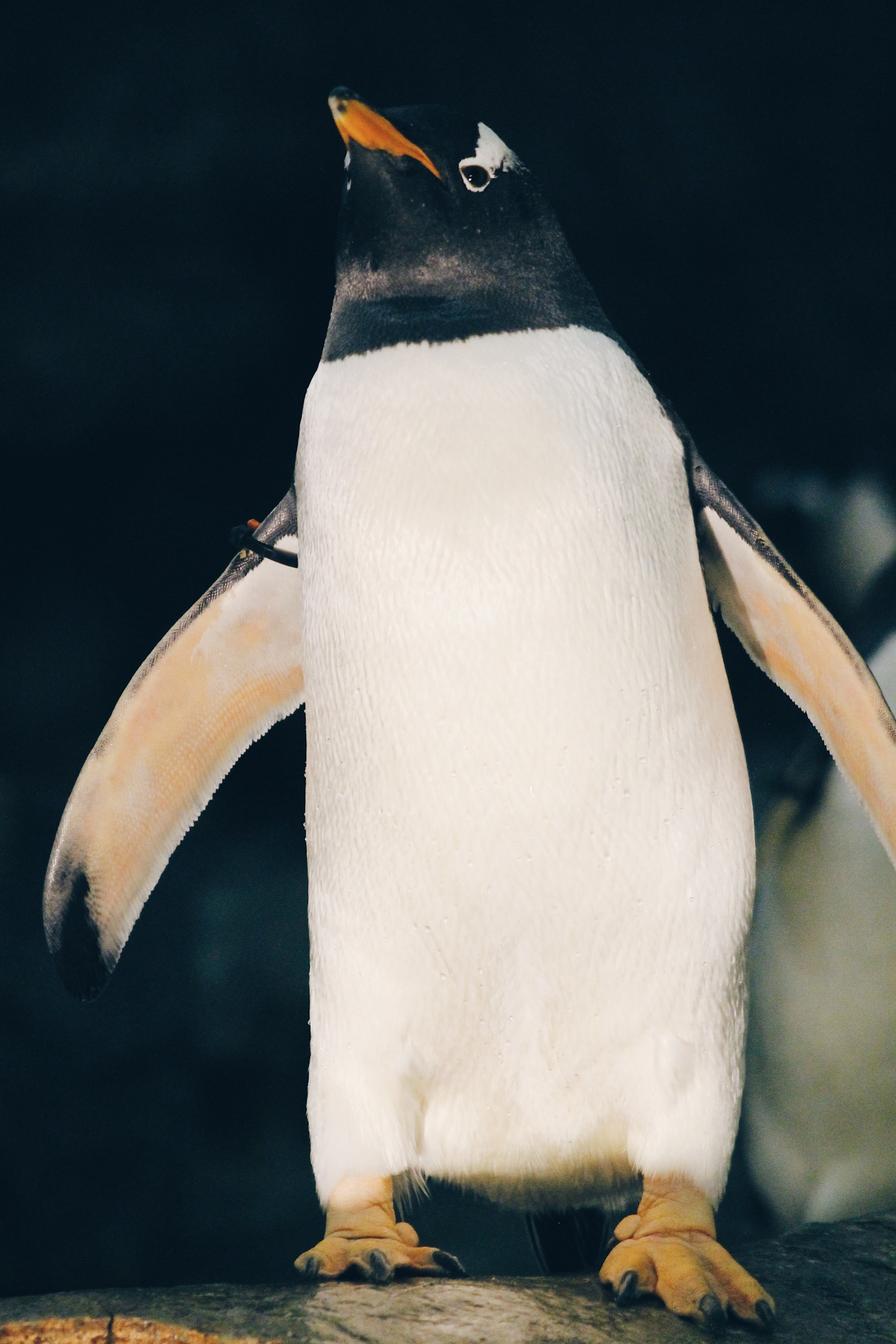 St. Louis Zoo