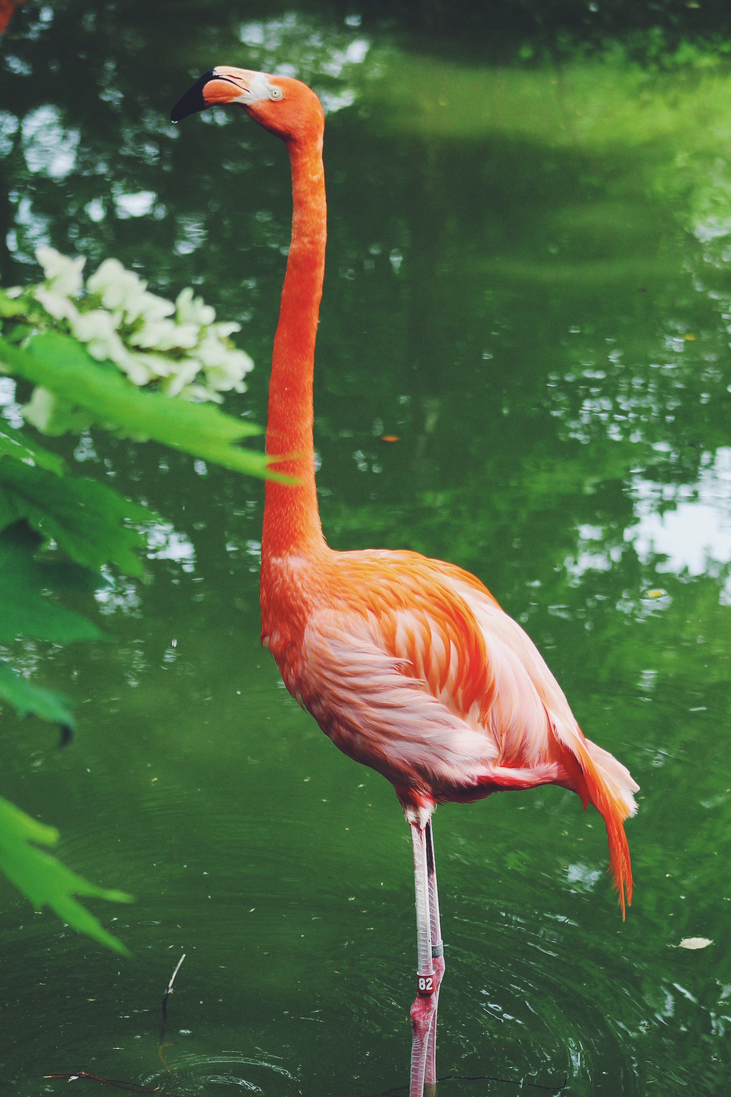 St. Louis Zoo