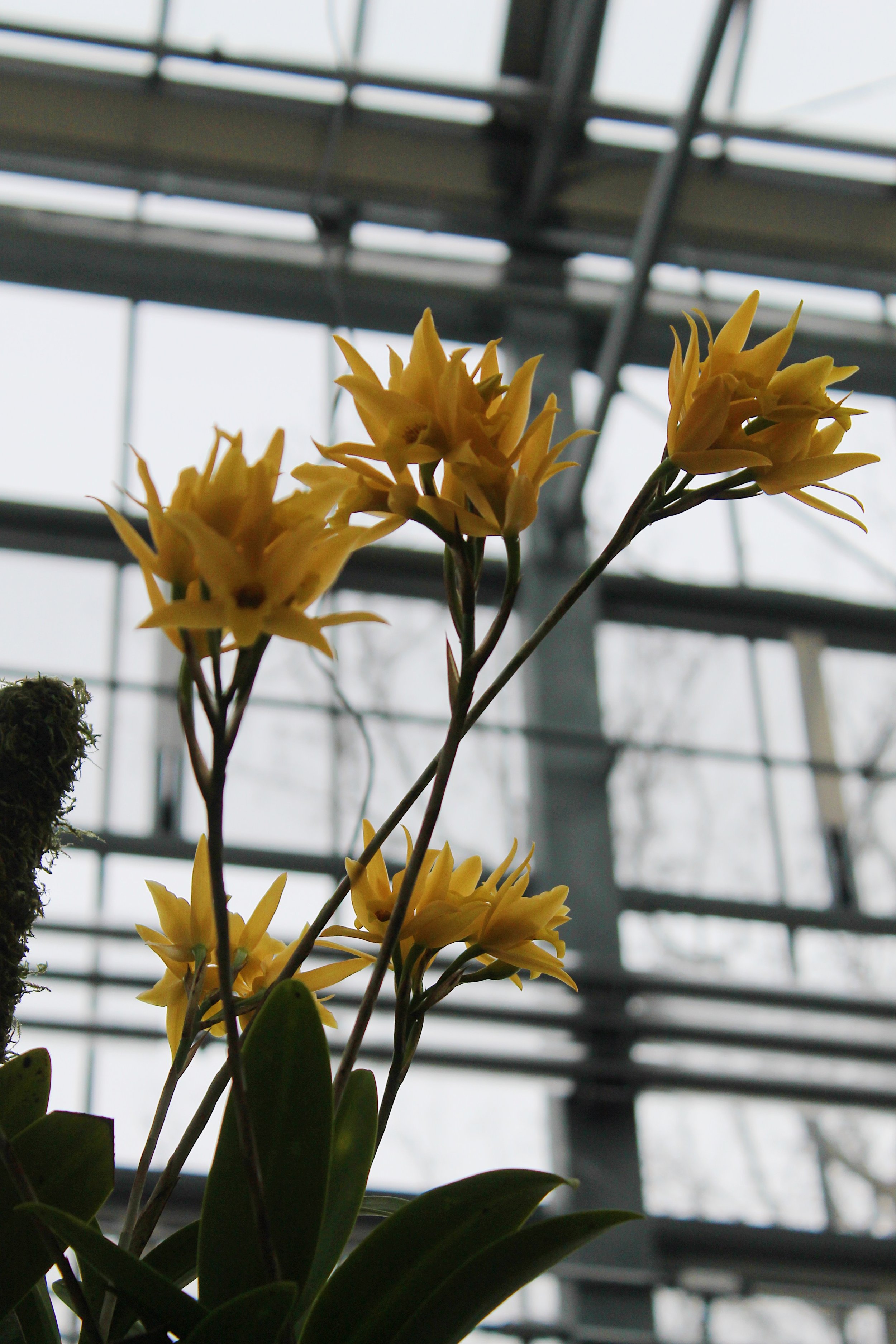 Missouri Botanical Gardens - Orchid Show 2023