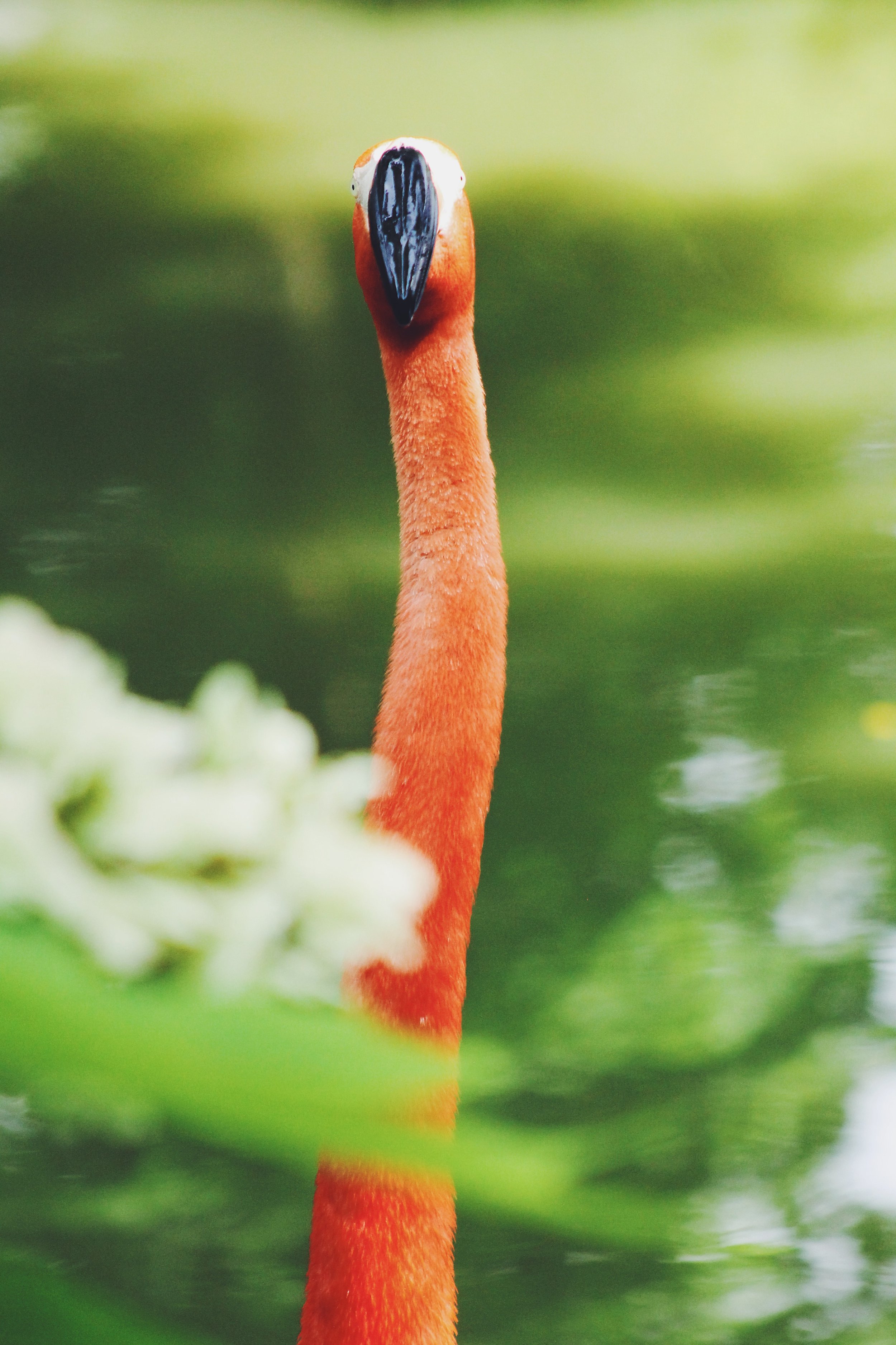 St. Louis Zoo