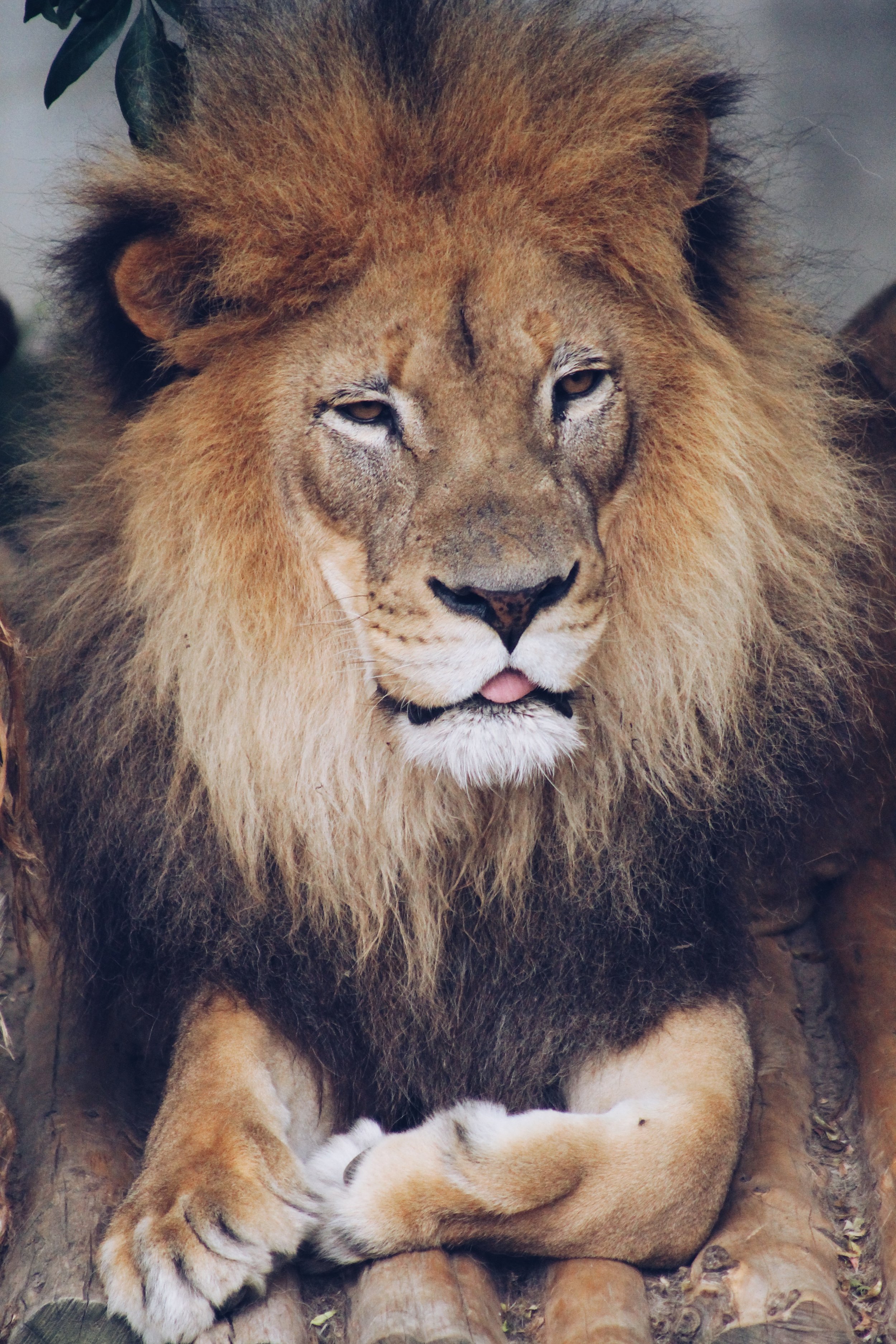 St. Louis Zoo