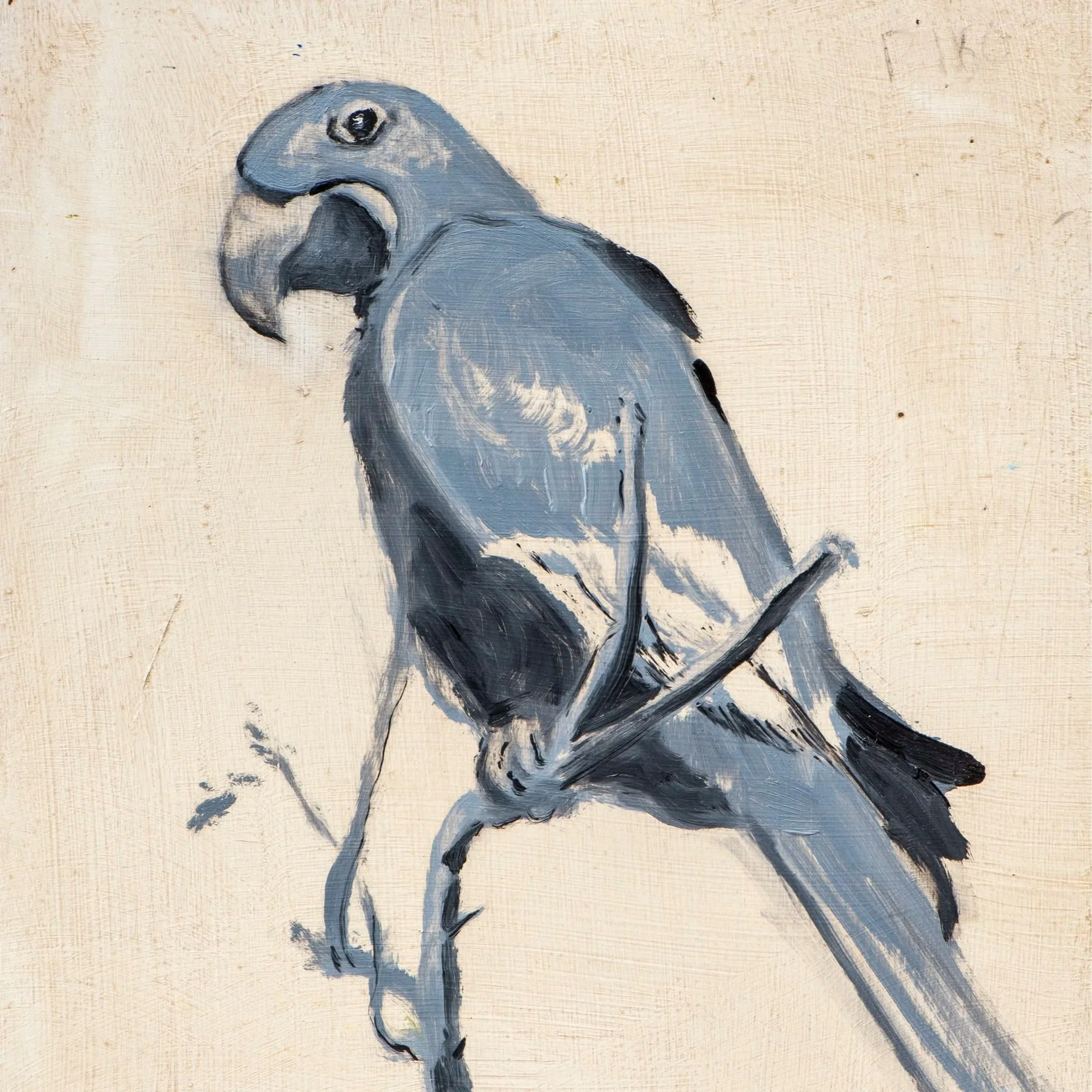 HYACINTH MACAW, 2026