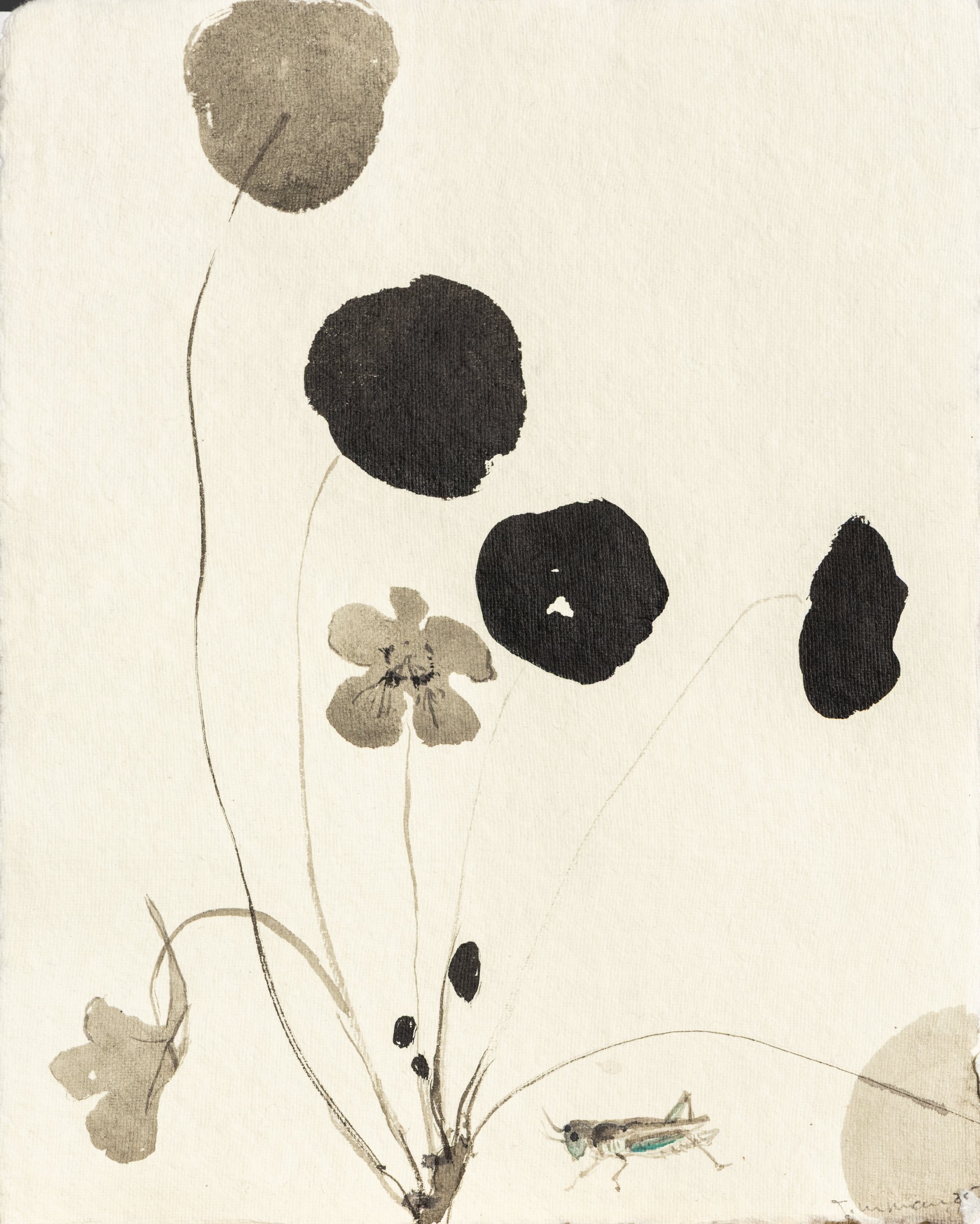 NASTURTIUM & GRASSHOPPER, 2025