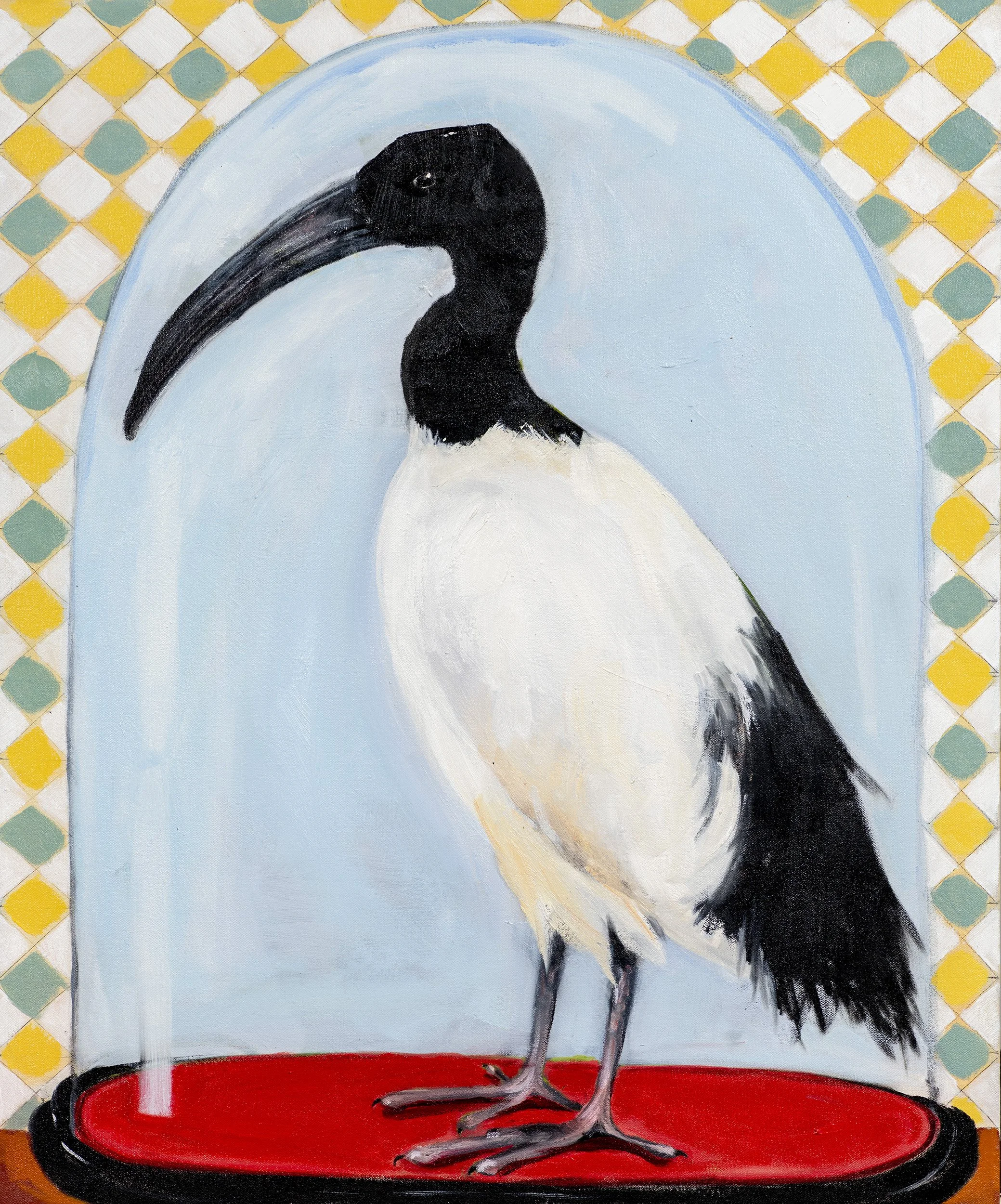 SACRED IBIS, 2026