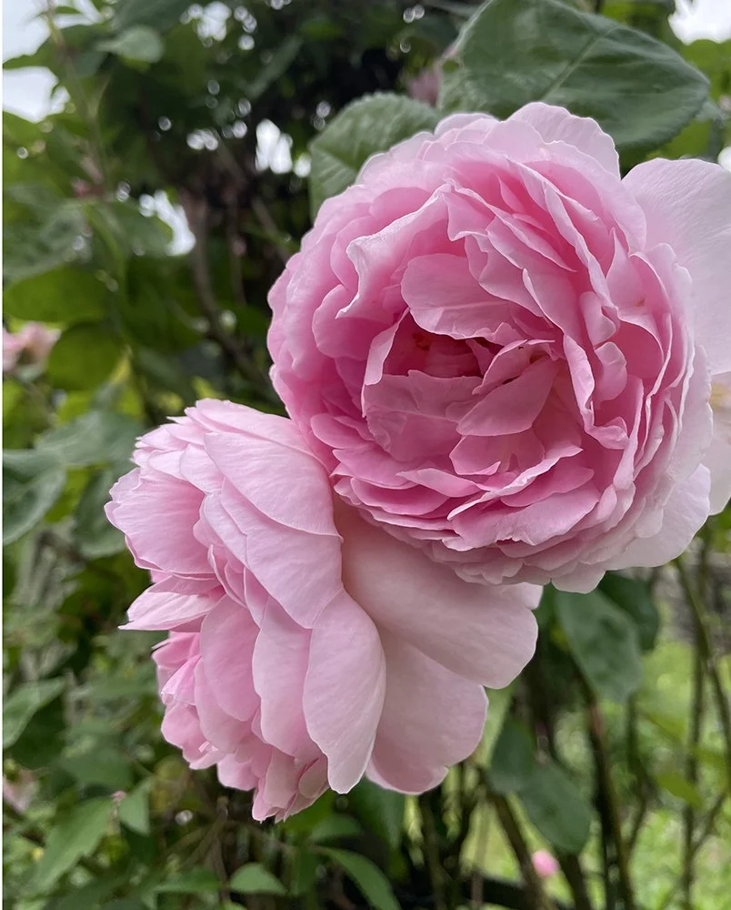 Peony